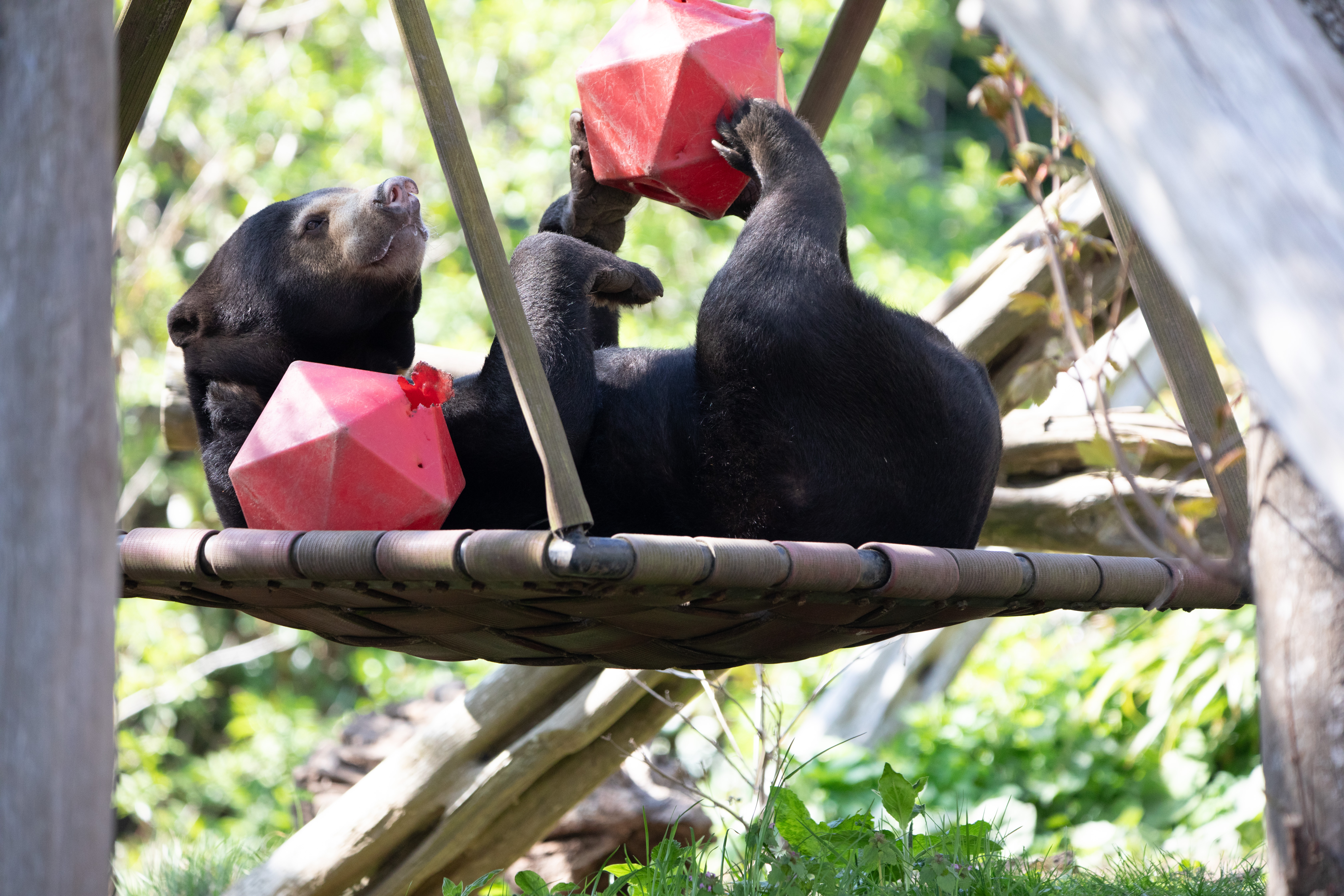 Sun bear Babu looking happy and playing with food stuffed into red shapes