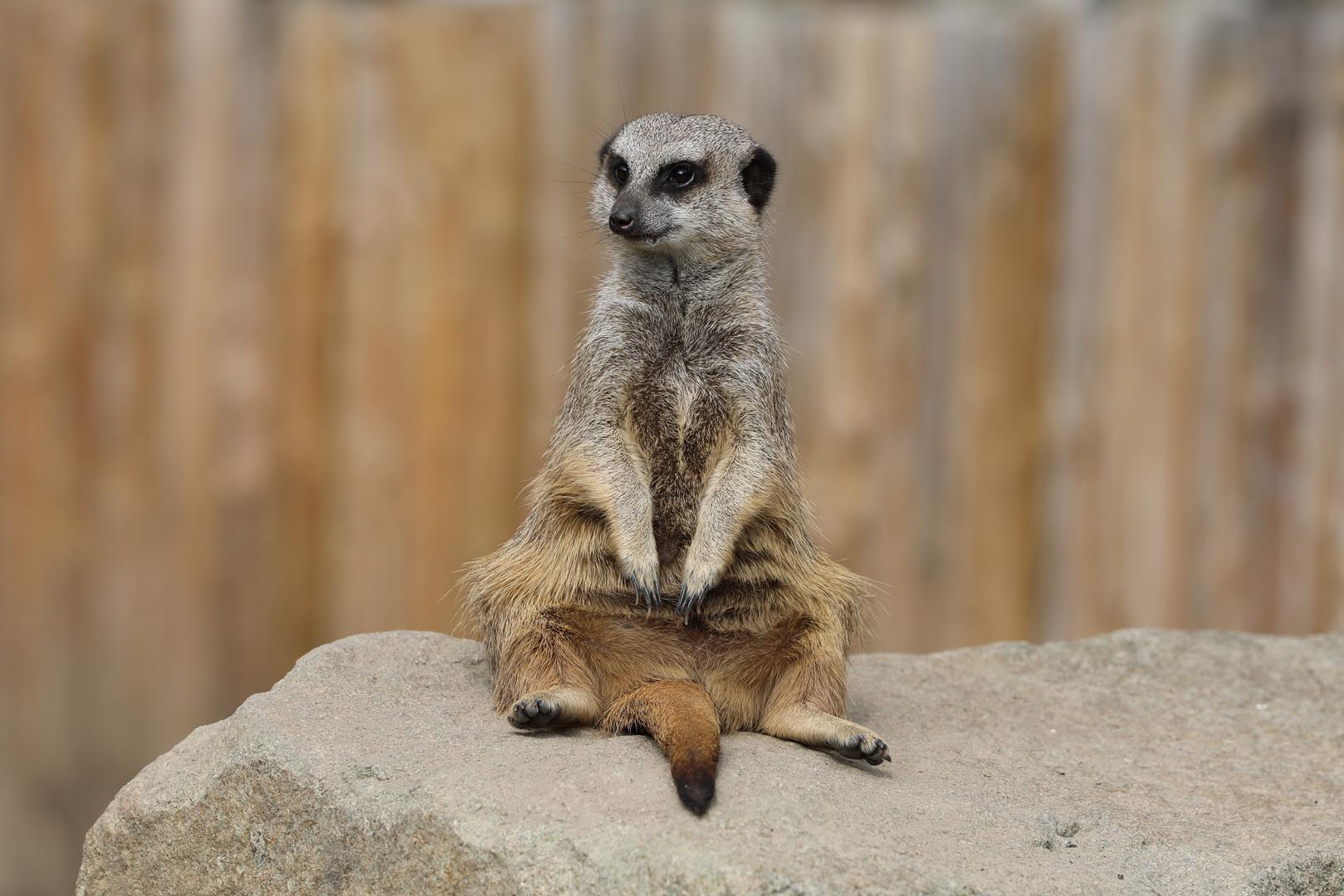 Meerkat sitting on a rock with legs outstretched. IMAGE: Amy Middleton 2023