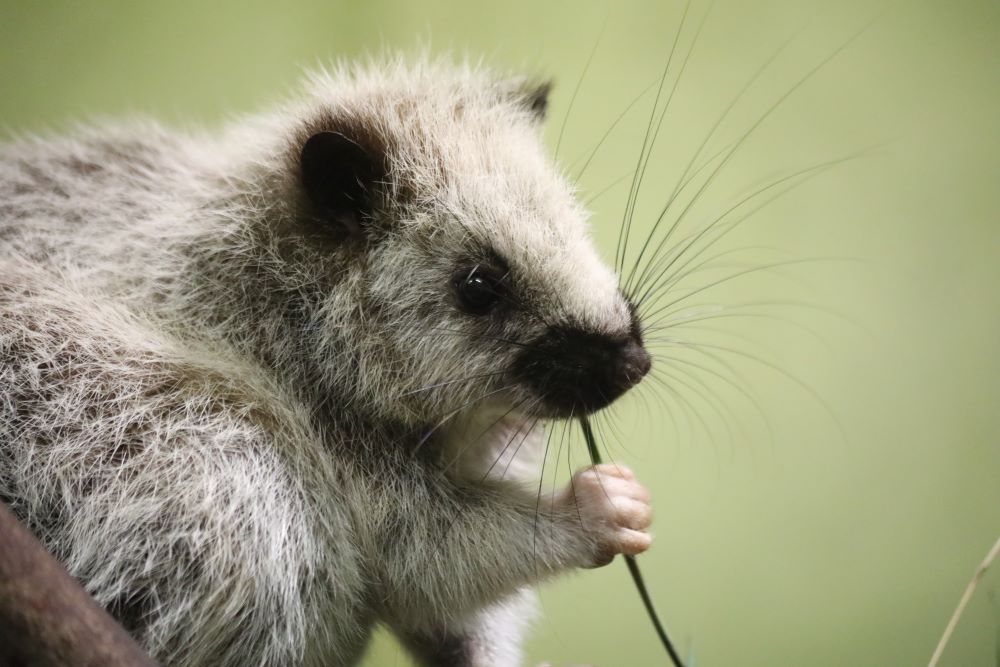 northern luzon cloud rat holding stick and chewing on it IMAGE: Laura Moore 2023