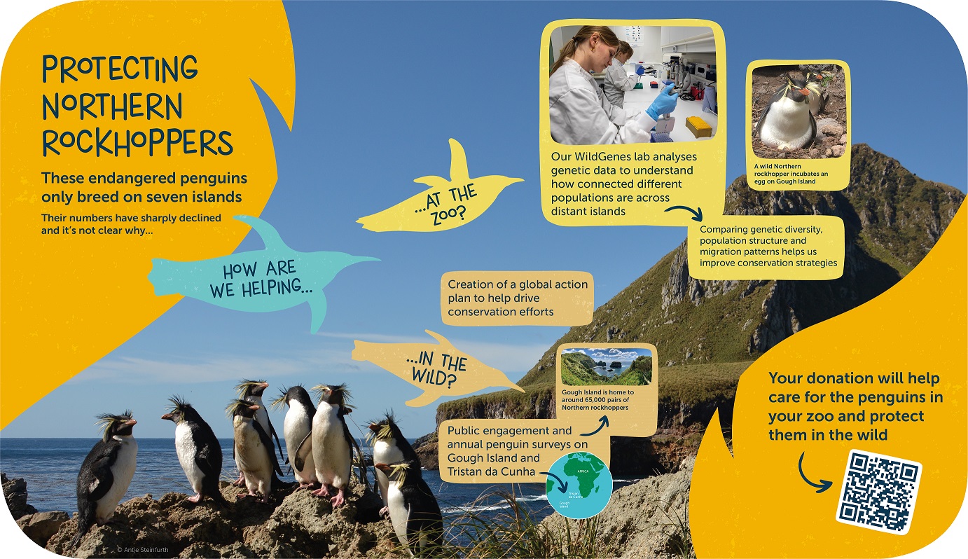 Northern Rockhopper signage IMAGE RZSS 2025