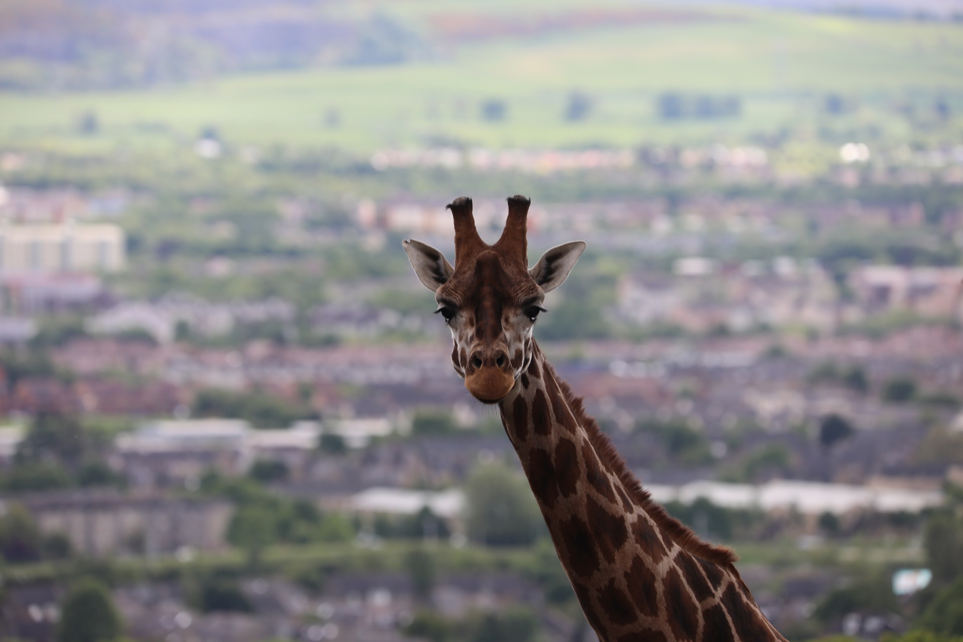 Giraffe looking at camera

IMAGE: Amy Middleton 2022