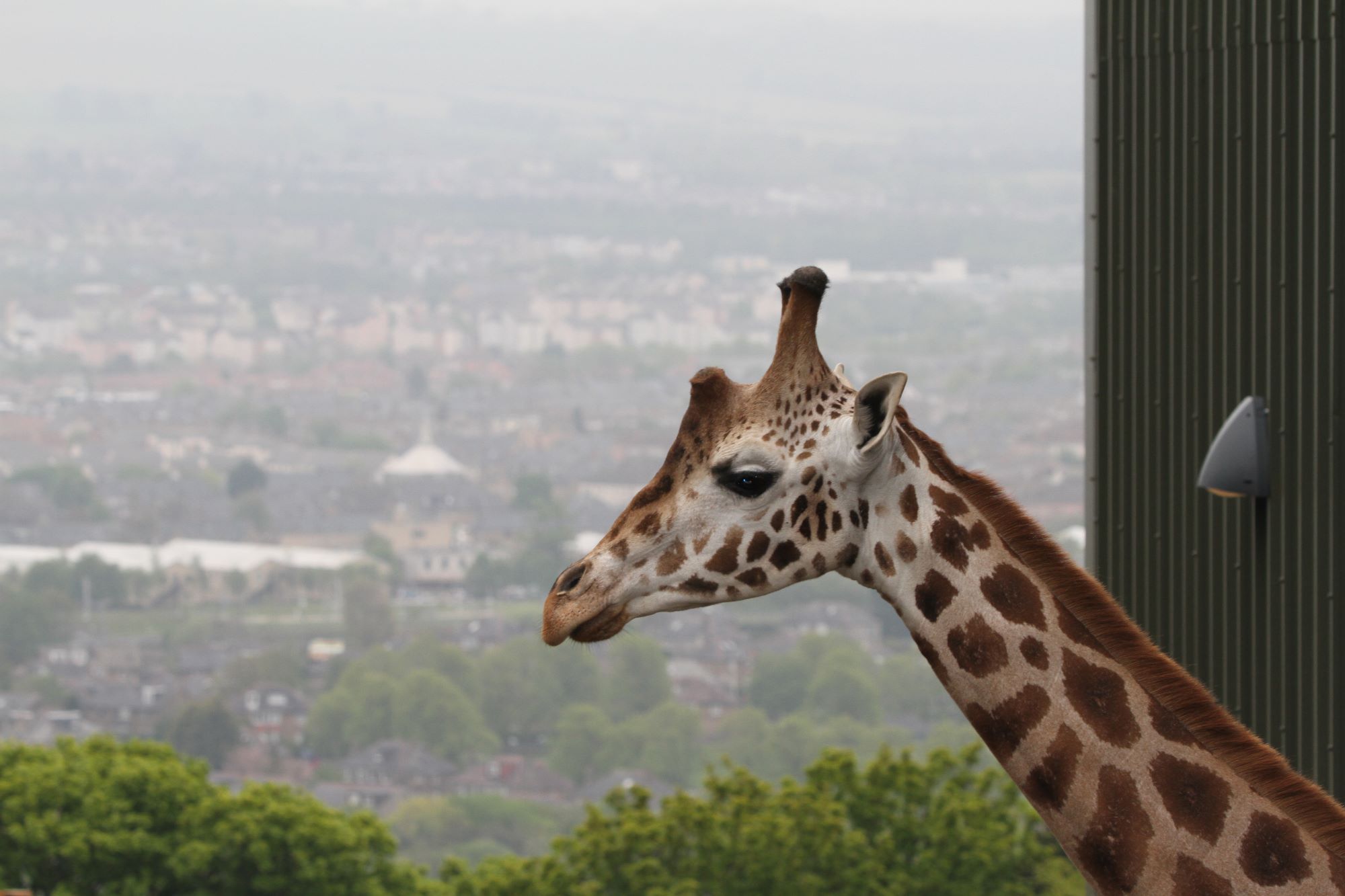 nubian giraffe arrow outside looking to the left IMAGE 2021