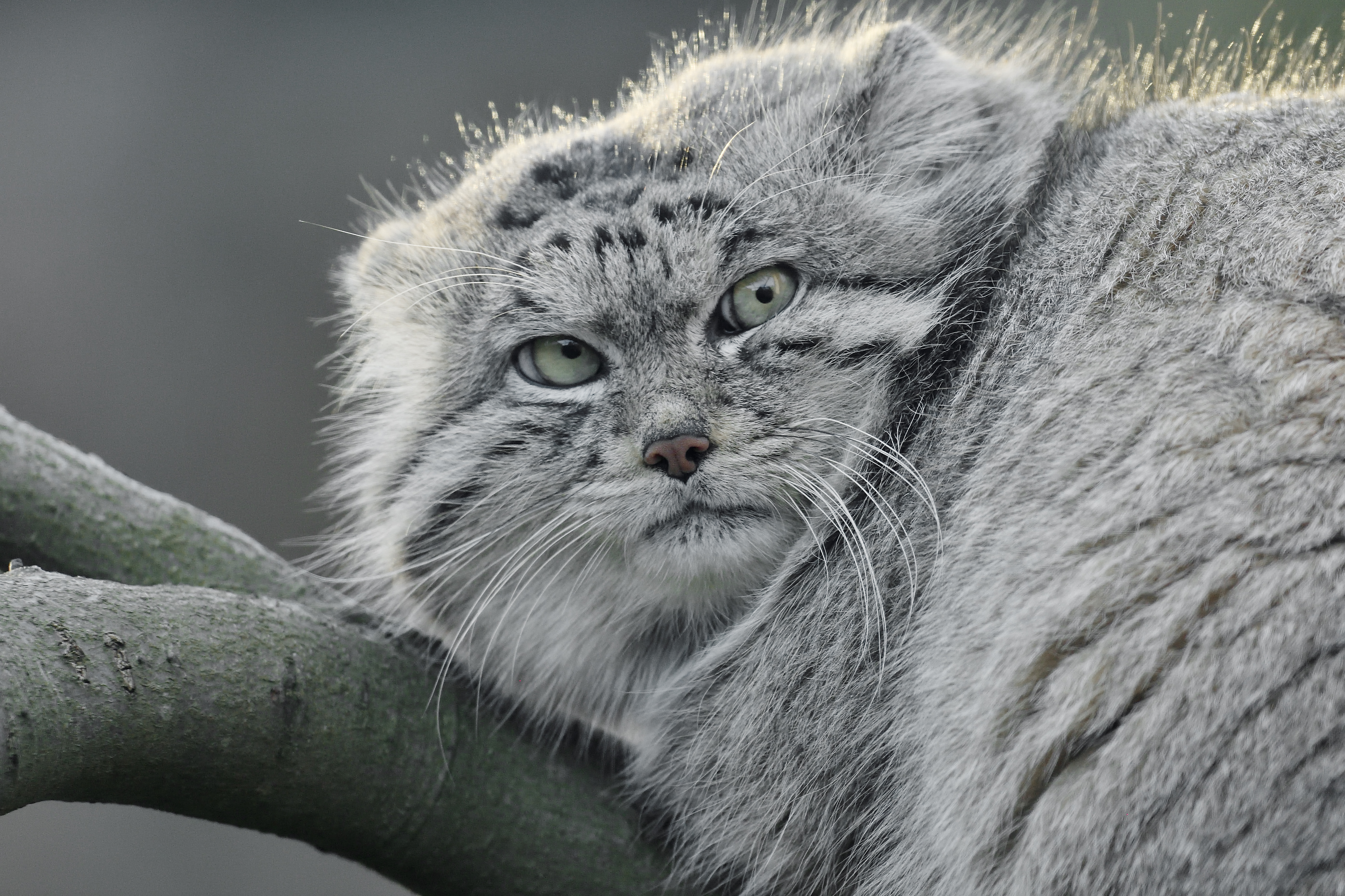 Akiko, Pallas's cat at Edinburgh Zoo IMAGE: Laurie Campbell 2025