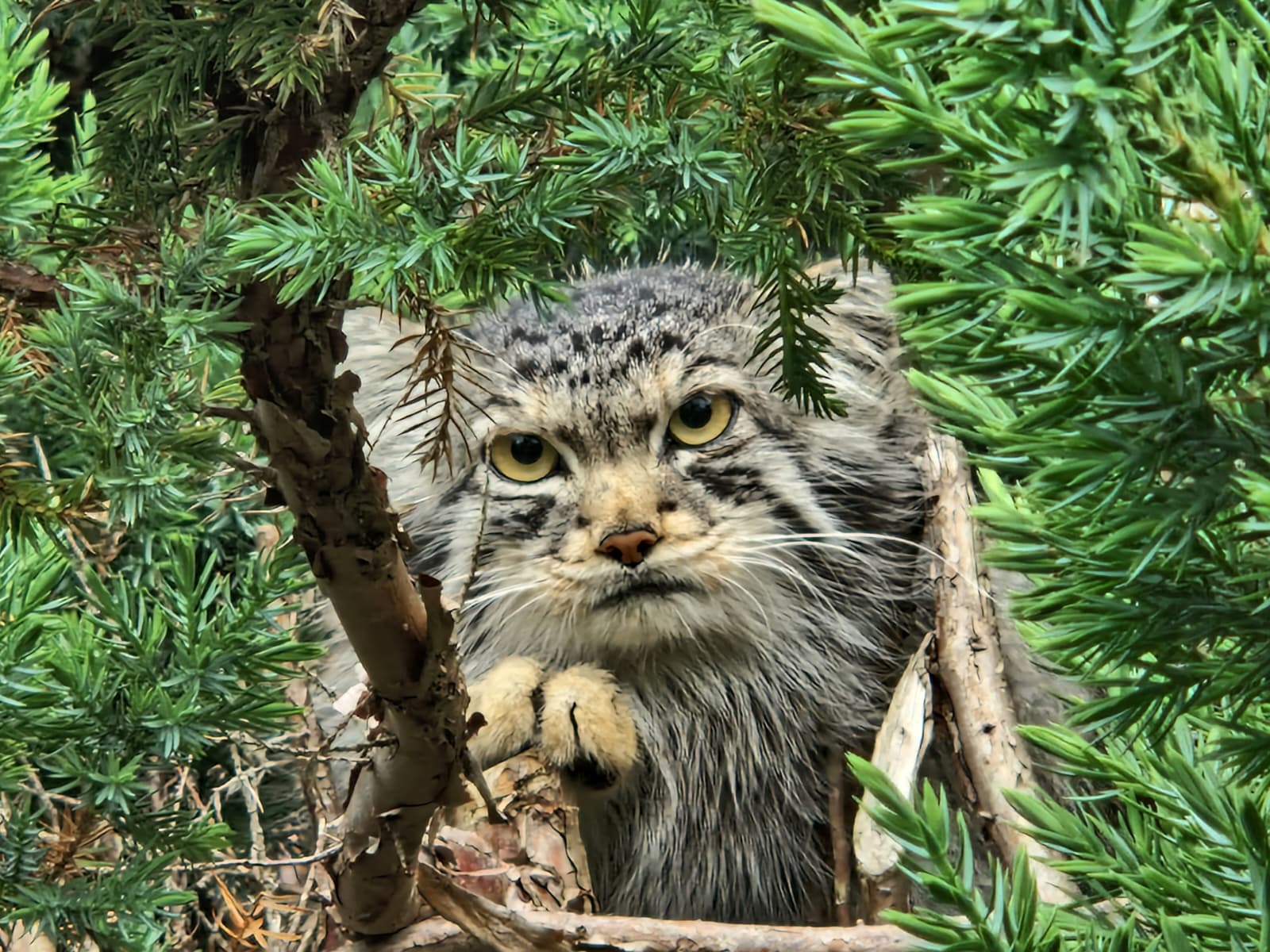 Duchess, Edinburgh Zoo's female Pallas's cat IMAGE Andy Laing 2026