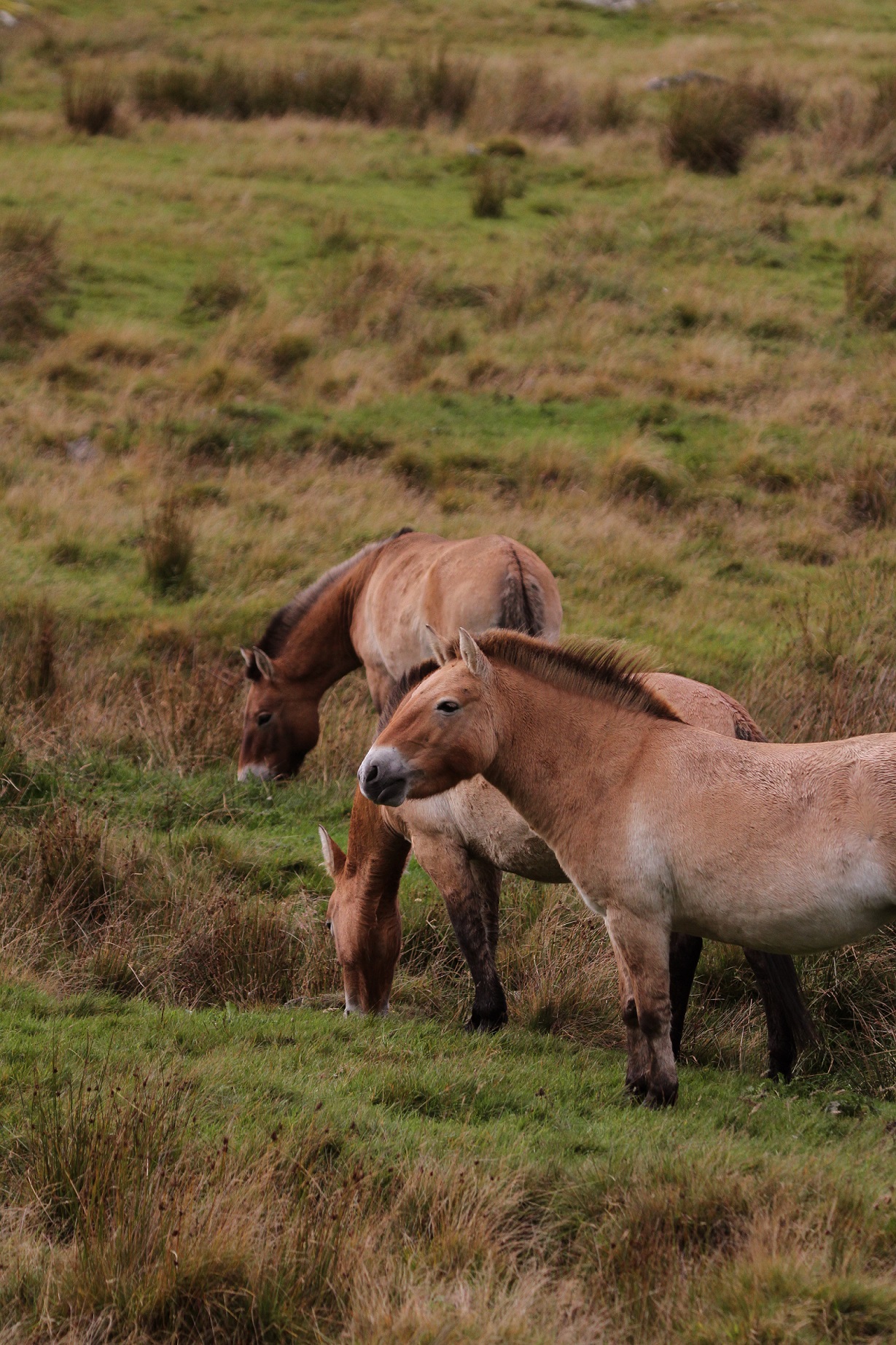Przewalski's wild horse looking to the left IMAGE: Laura Moore 2023
