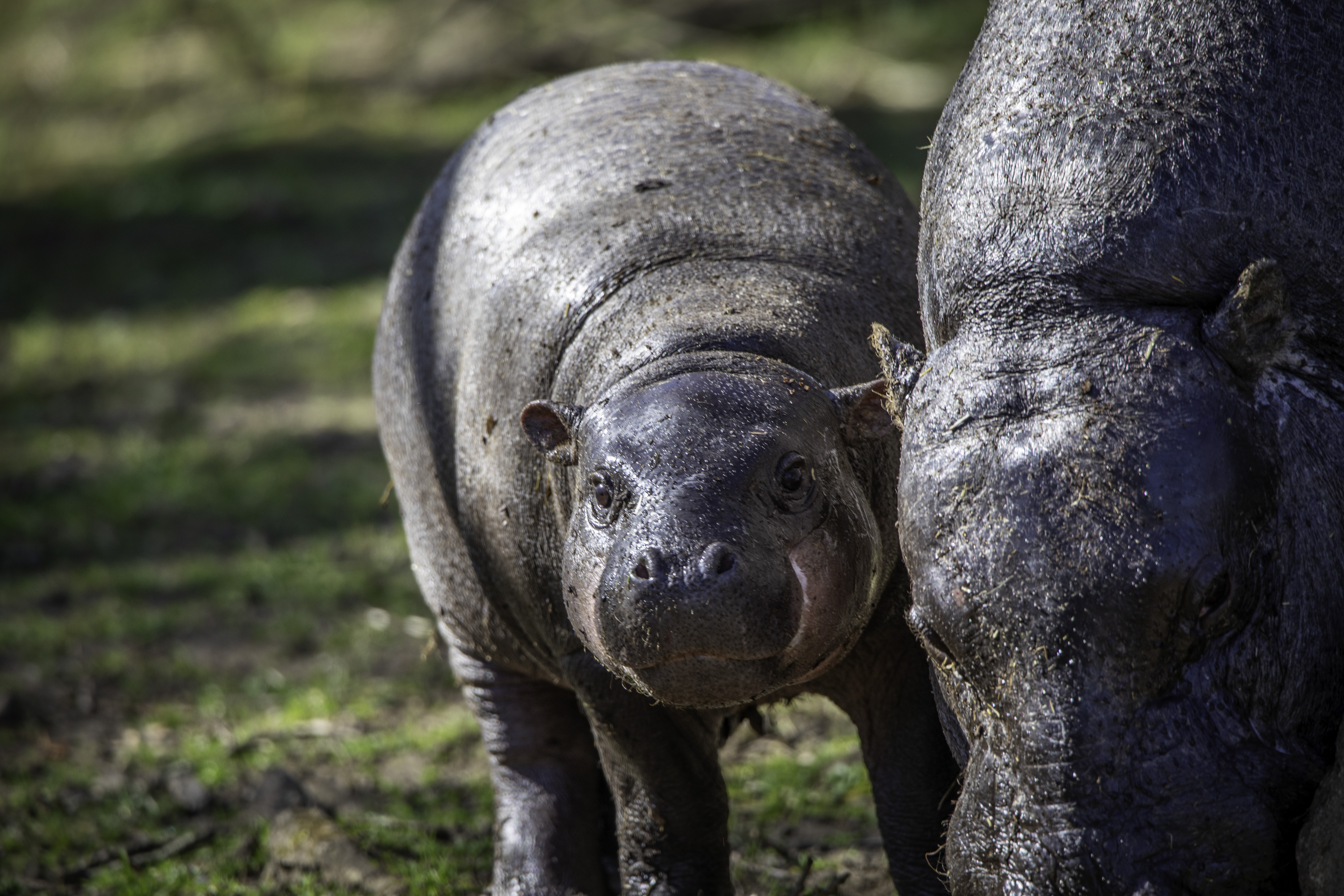Haggis with mum Gloria IMAGE William Austin-Lobley 2025