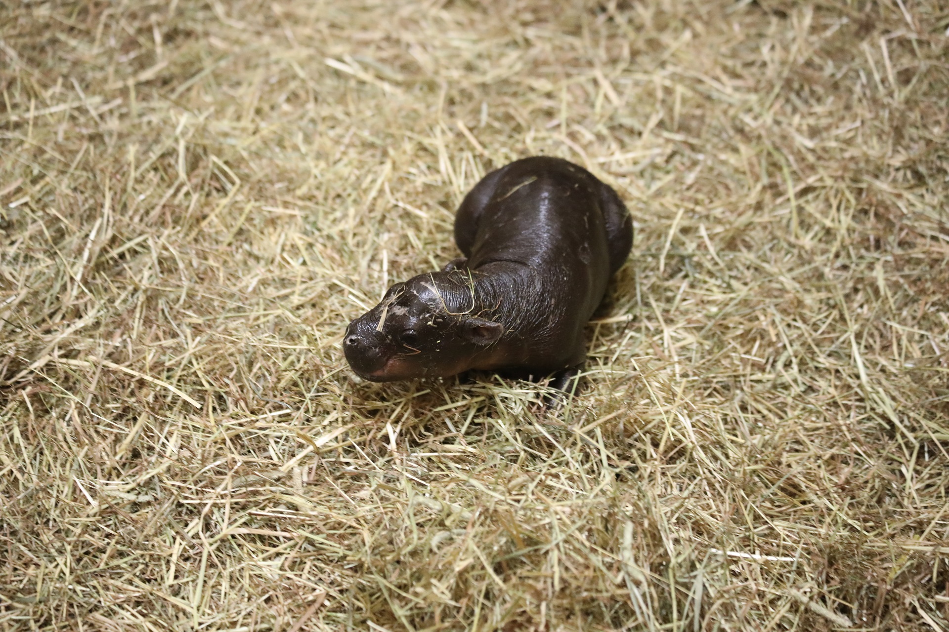 Haggis the baby pygmy hippo in a pile of straw

IMAGE: Laura Moore 2024