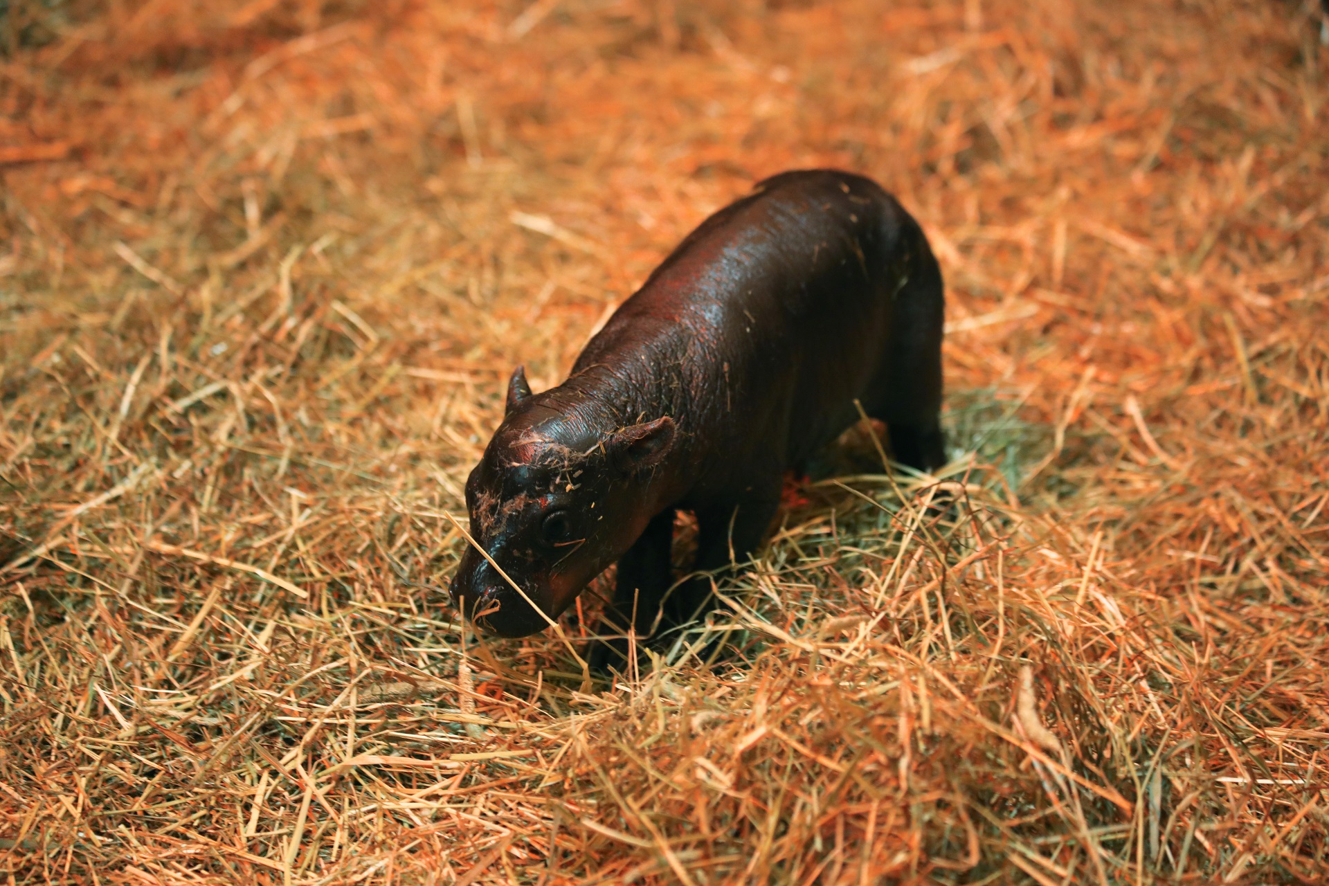 Haggis the baby pygmy hippo in a pile of straw IMAGE: Laura Moore 2024