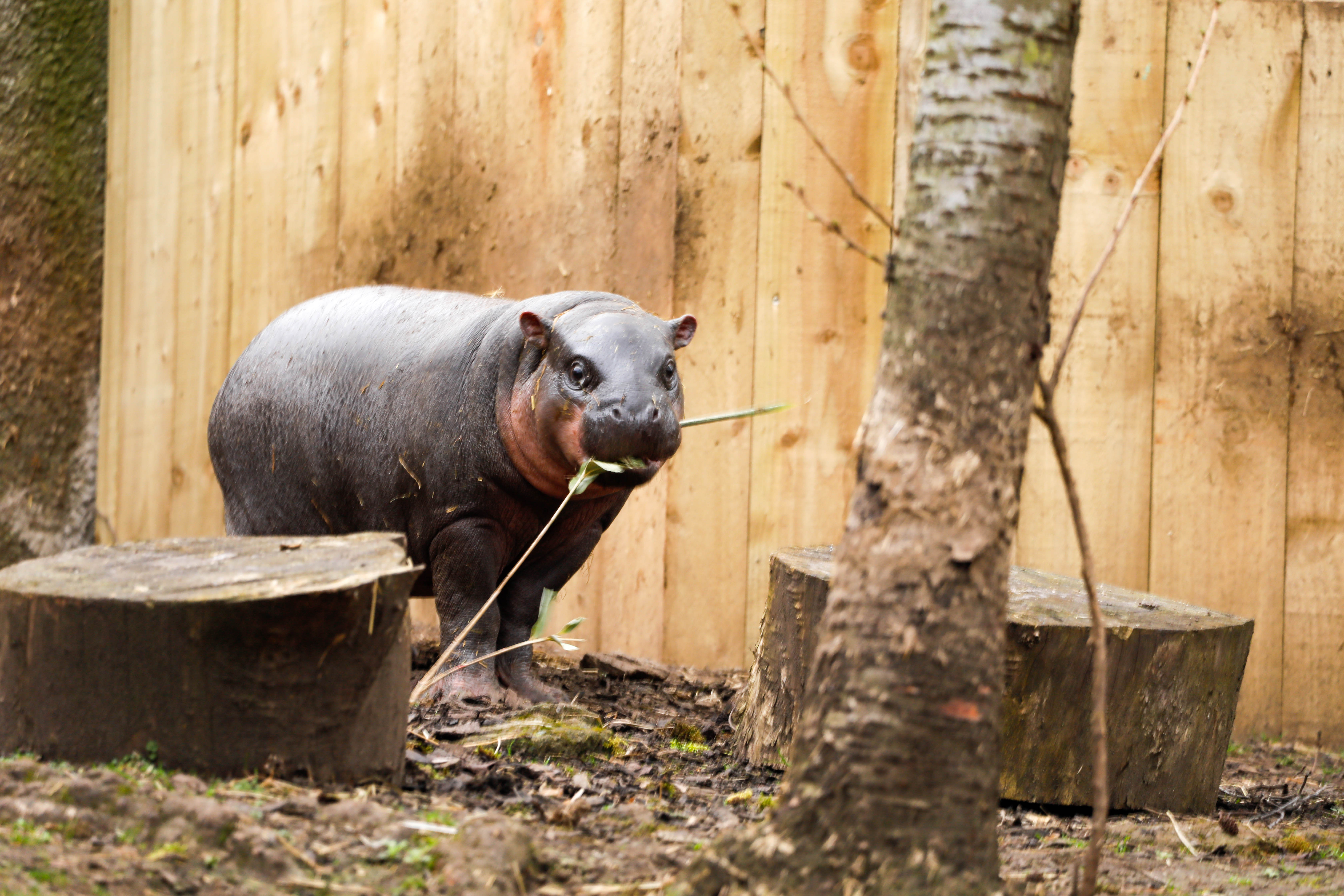 haggis chomping on a stick