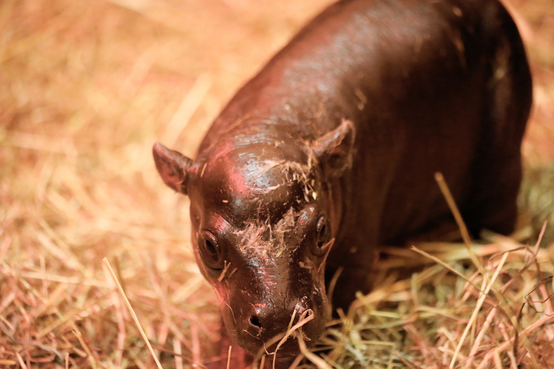 Haggis the baby pygmy hippo in a pile of straw IMAGE: Laura Moore 2024