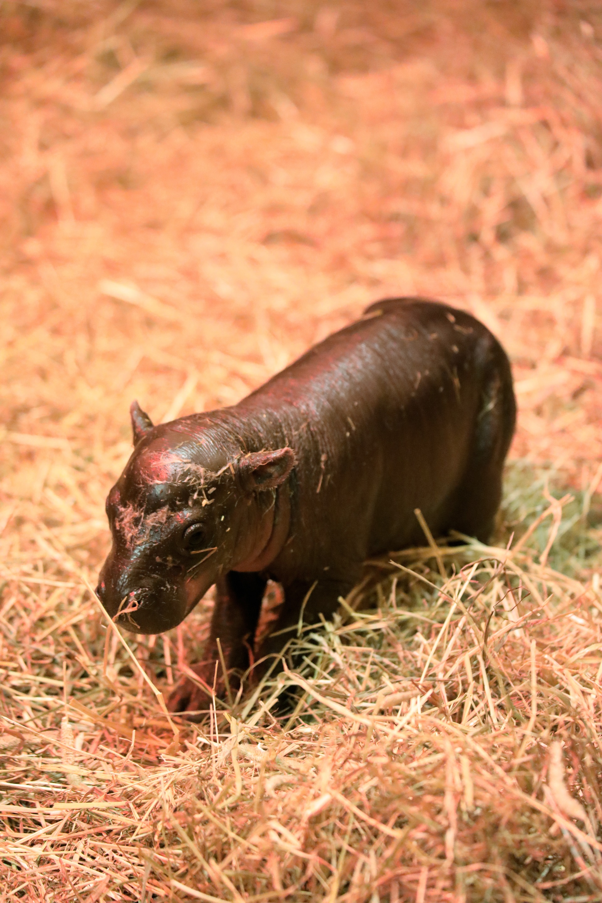 Haggis the baby pygmy hippo in a pile of straw IMAGE: Laura Moore 2024