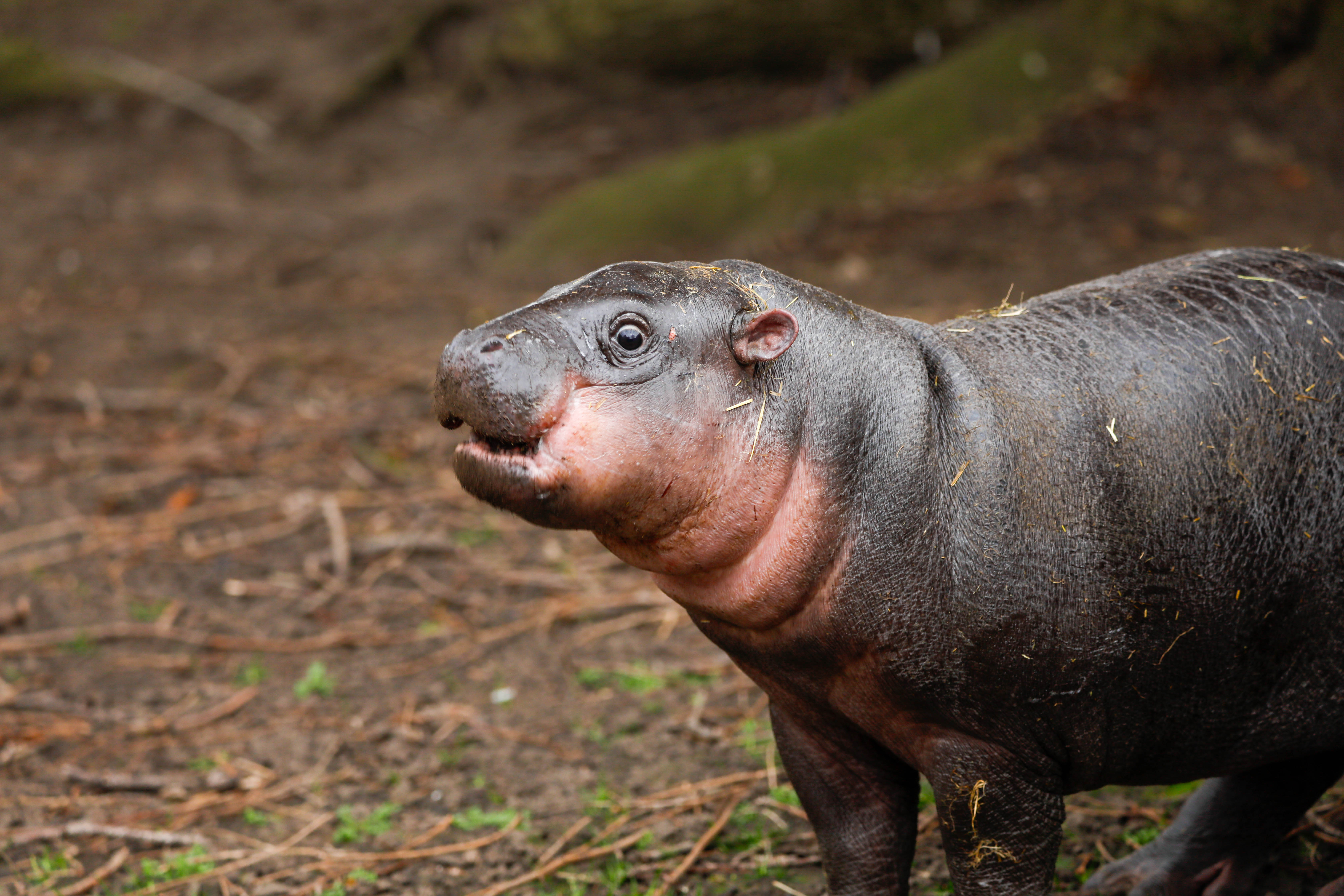 haggis the pygmy hippo side eyeing the camera