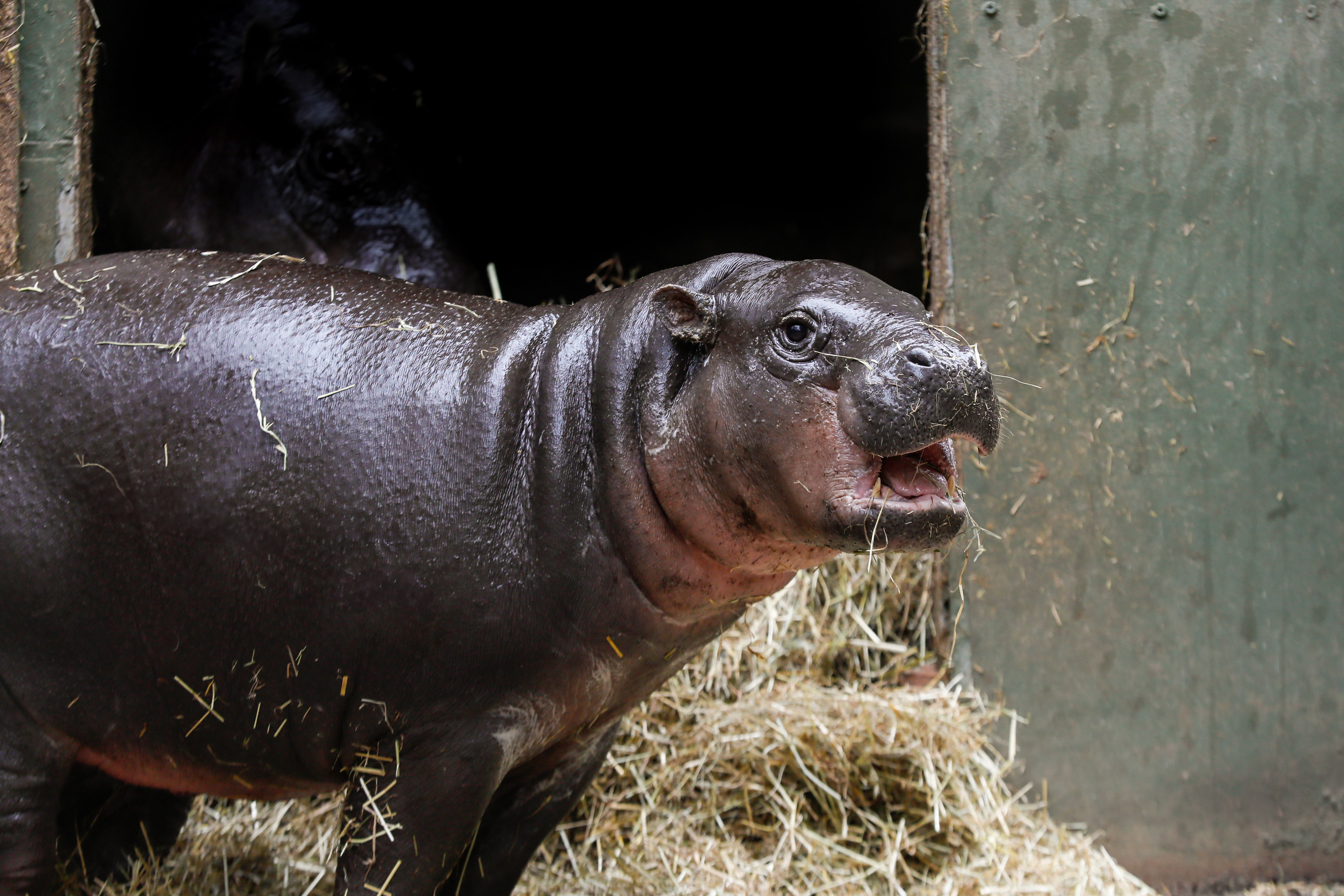 haggis the pygmy hippo with straw in her mouth