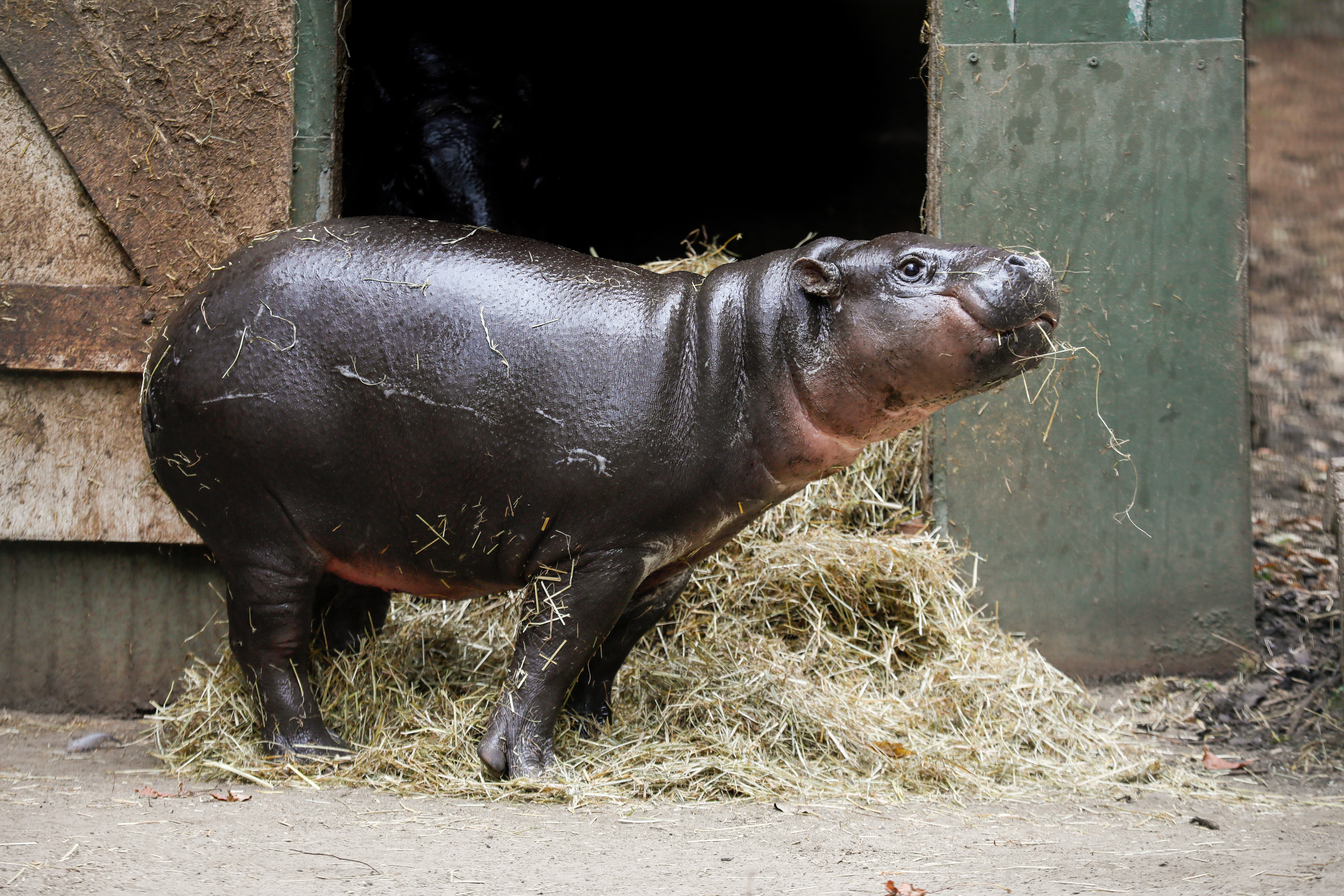 haggis the pygmy hippo eating straw