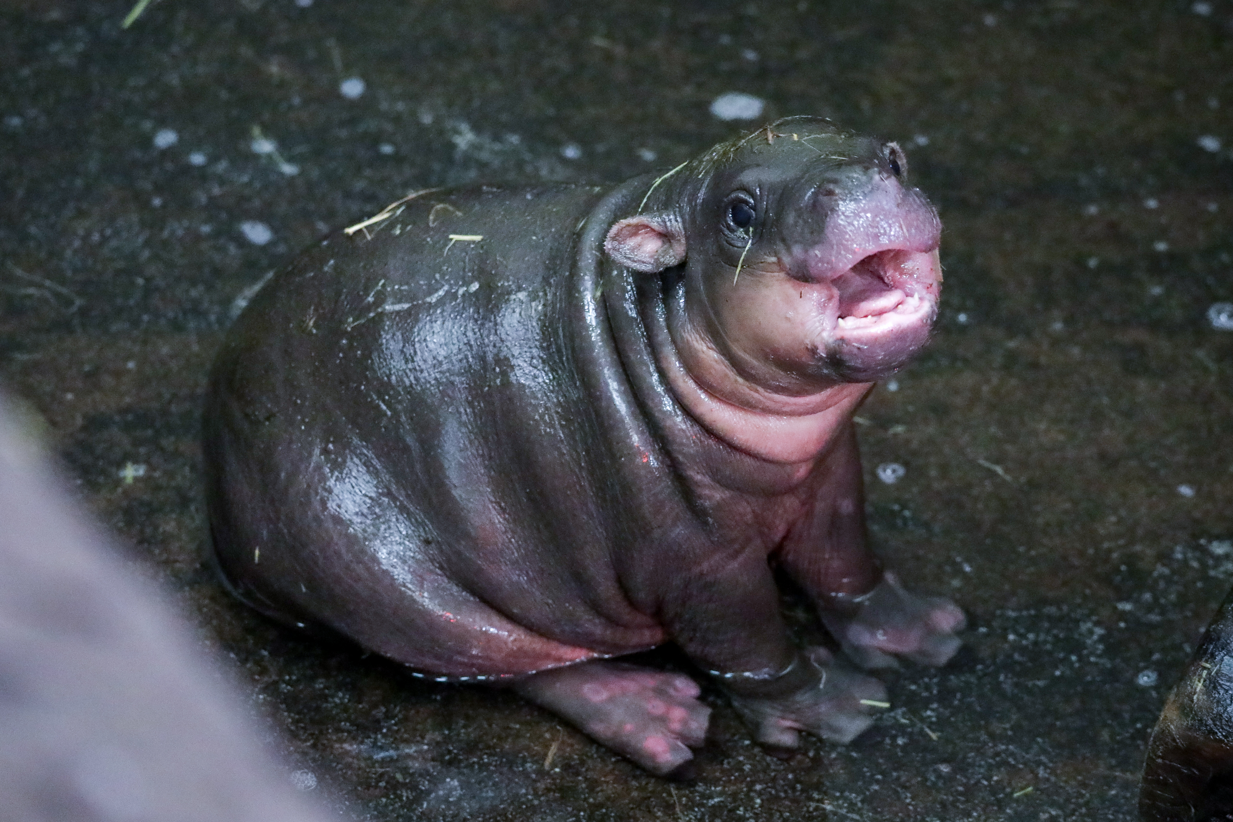 Baby pygmy hippopotamus Haggis beginning to swim at Edinburgh Zoo IMAGE Rhiordan Langan-Fortune 2024