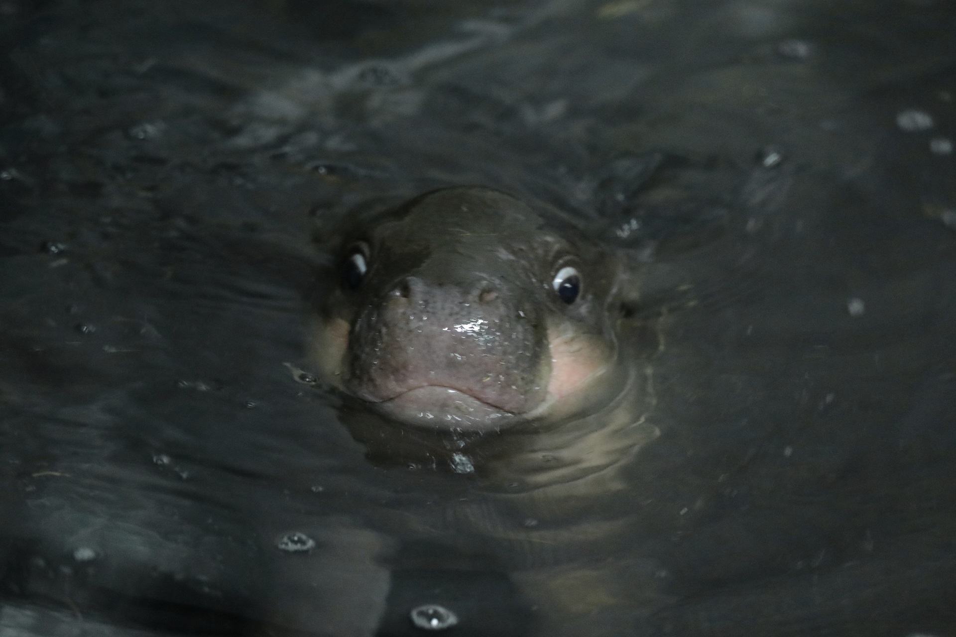 Haggis the baby pygmy hippo swimming

IMAGE: Laura Moore 2024