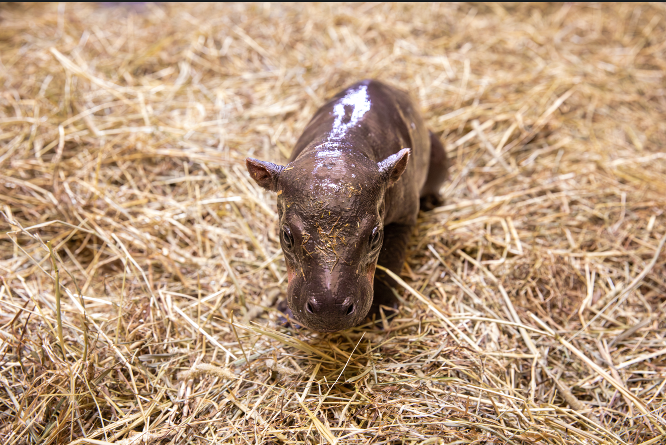 Pygmy hippo baby IMAGE WAL 2026