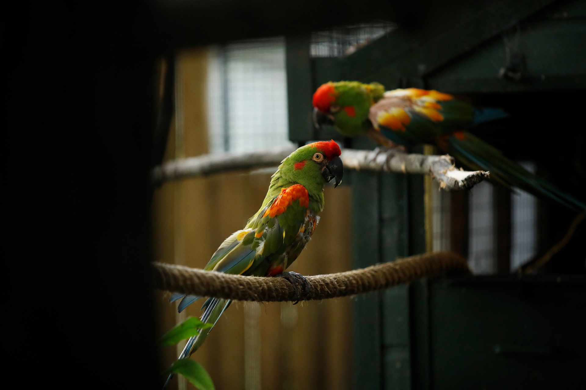 Red fronted macaws sitting on rope Image: Sian Adison 2019