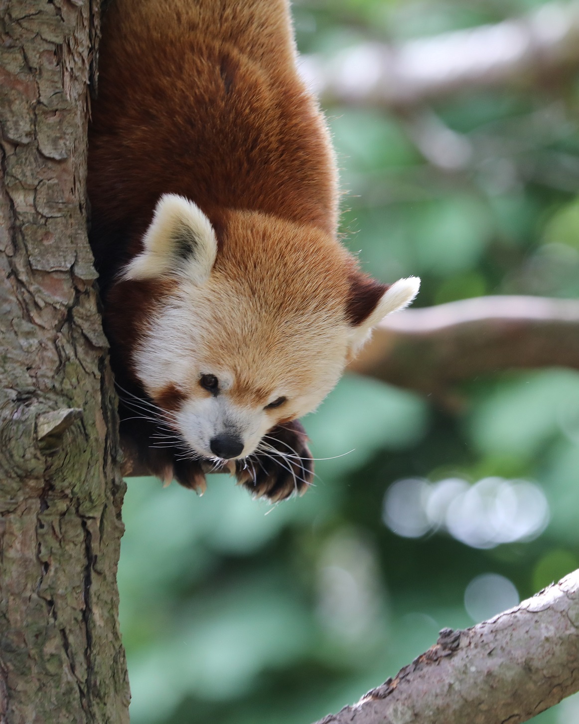 Red panda Bruce IMAGE: Amy Middleton 2023