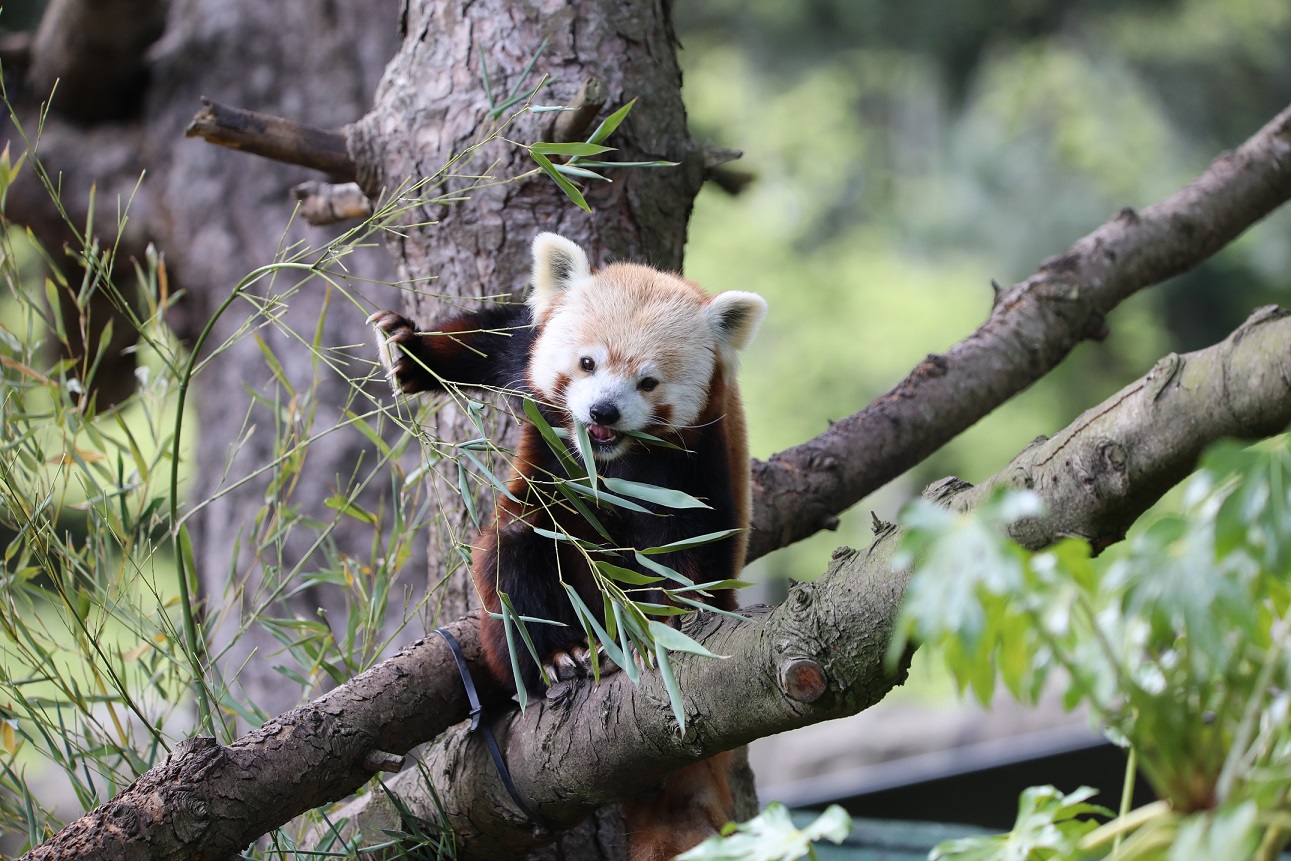 Red panda Bruce IMAGE: Amy Middleton 2023