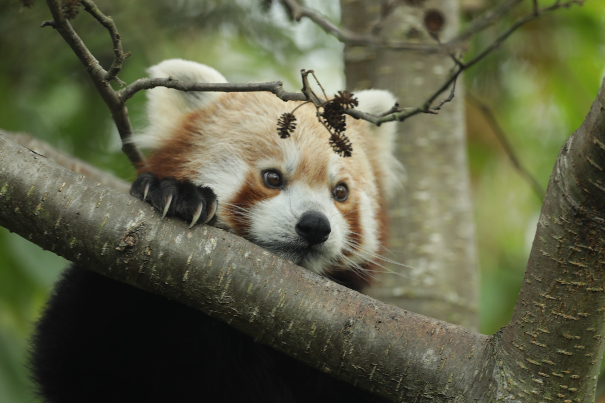 Priya red panda