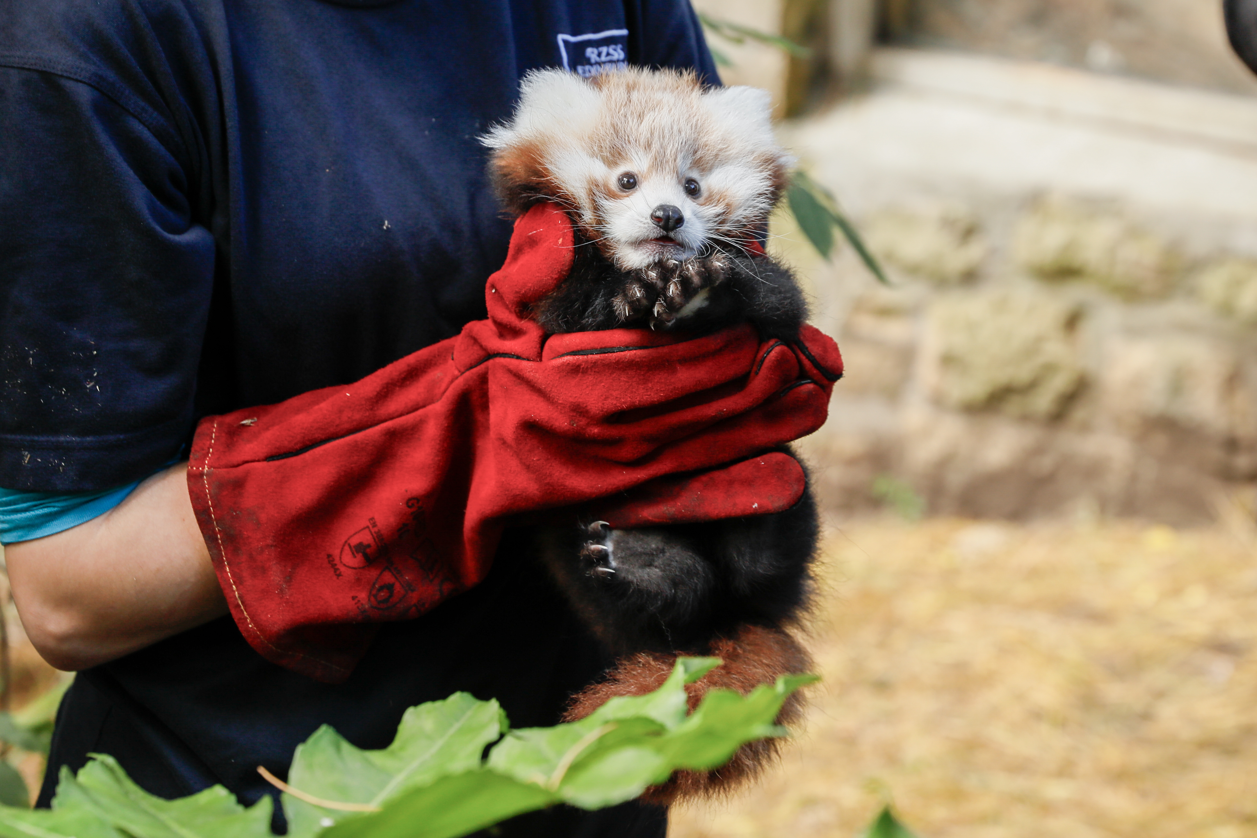 Red panda Roxie IMAGE RLF 2024