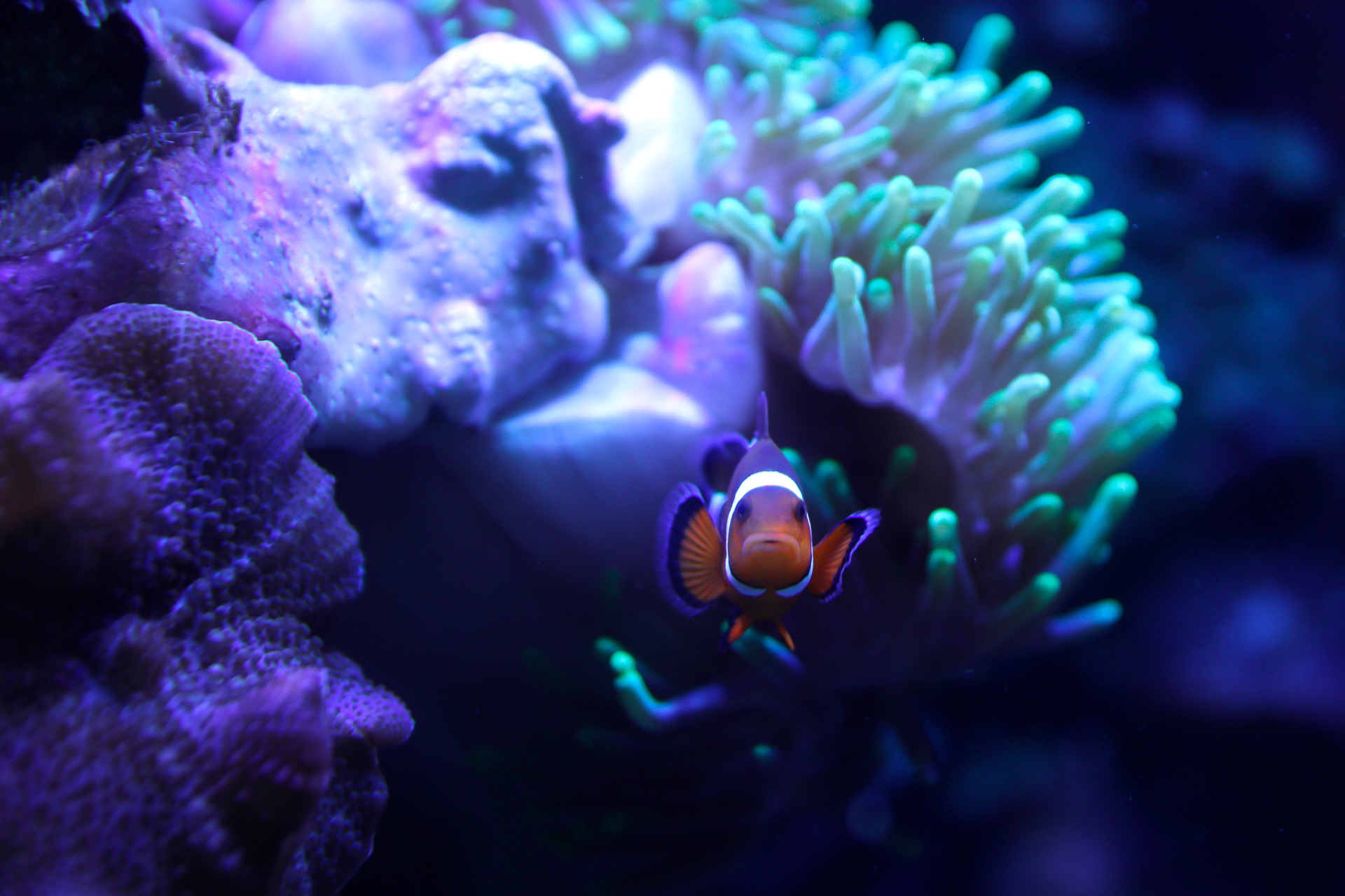 Clown fish in reef tank

IMAGE: Laura Moore 2023