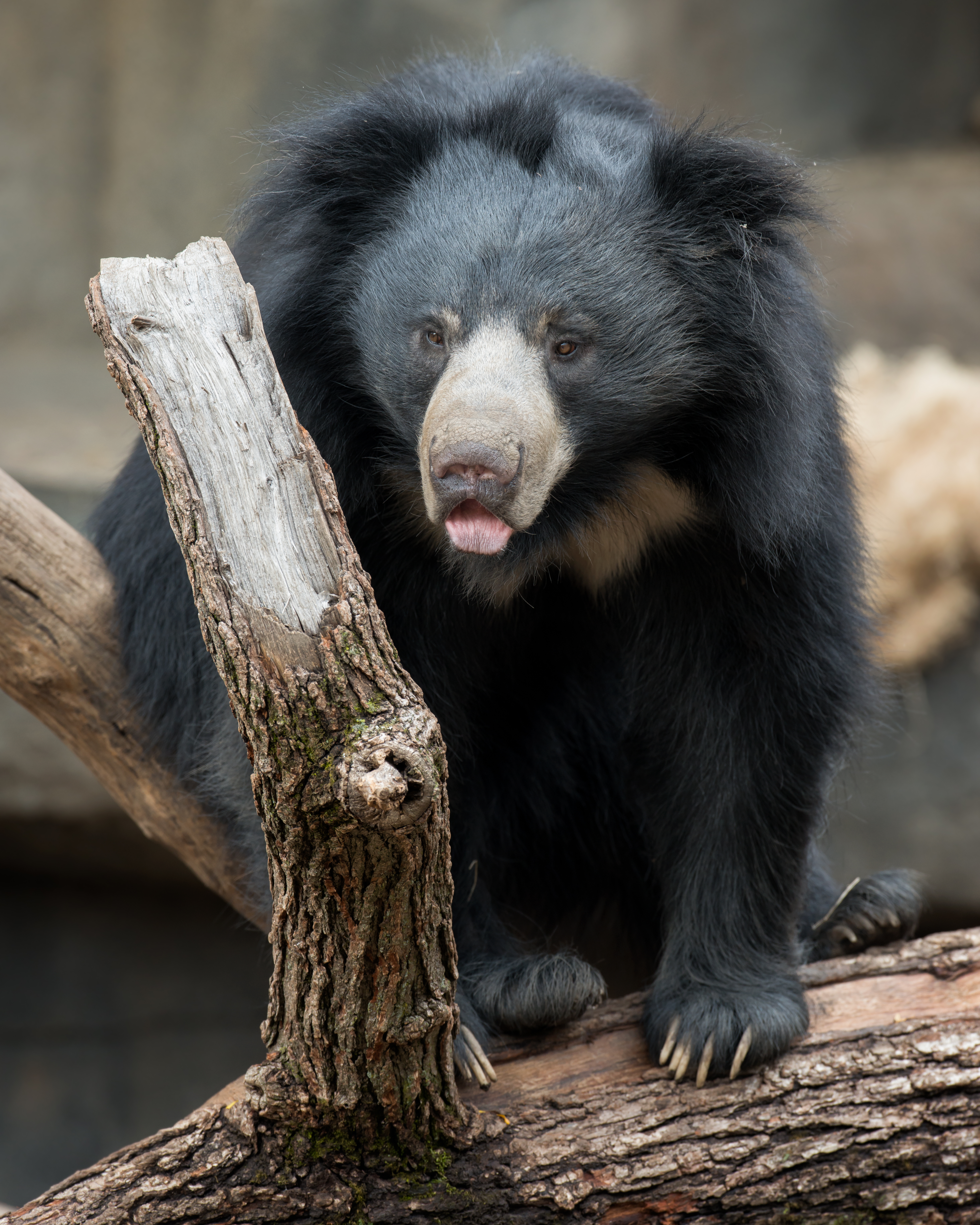 Sloth bear looking at camera with a branch in the foreground IMAGE: Shutterstock 2025
