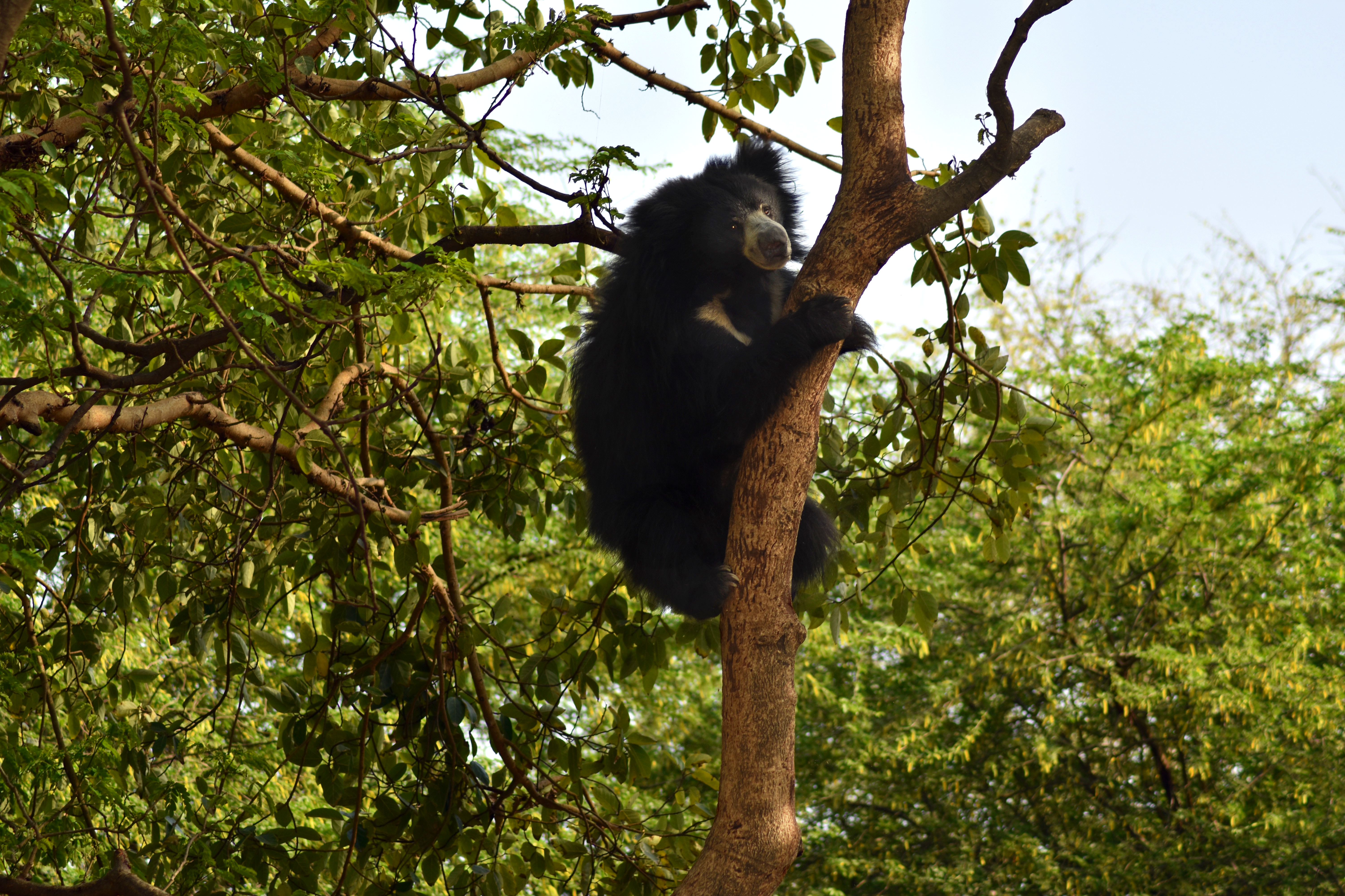 Sloth bear climbing a tree IMAGE: Shutterstock 2025