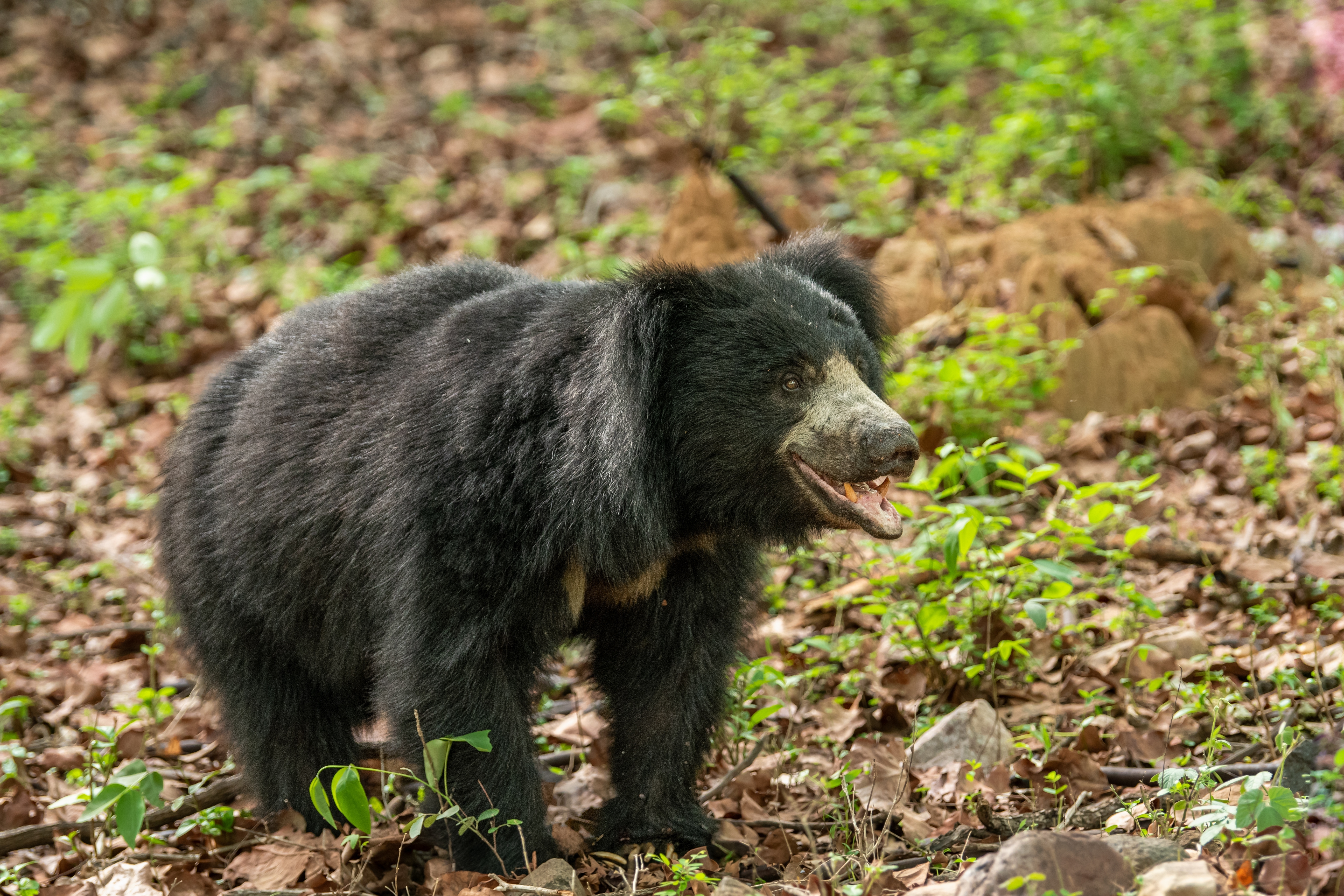 Sloth bear in nature IMAGE: Shutterstock 2025