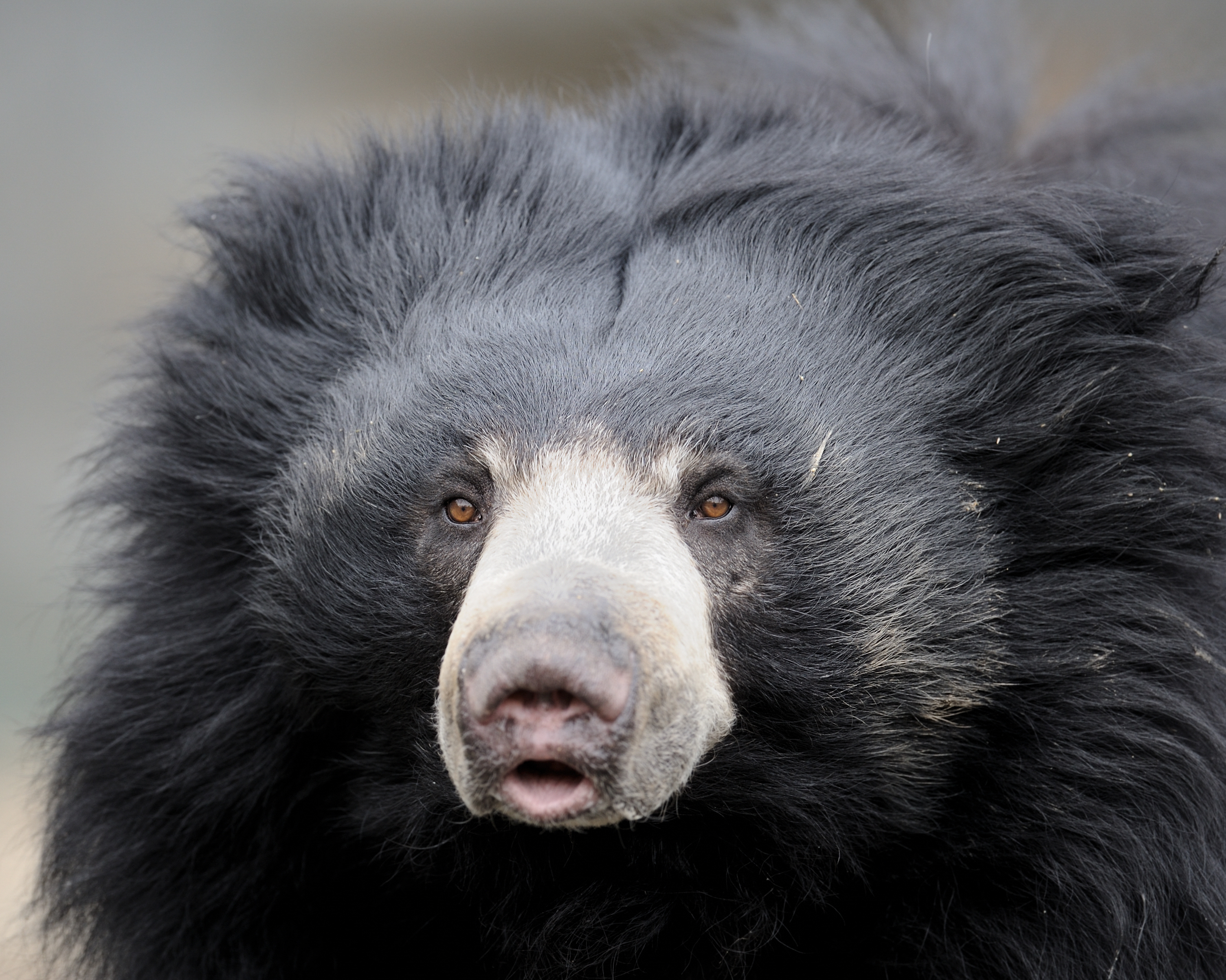 Sloth bear looking at camera IMAGE: Shutterstock 2025