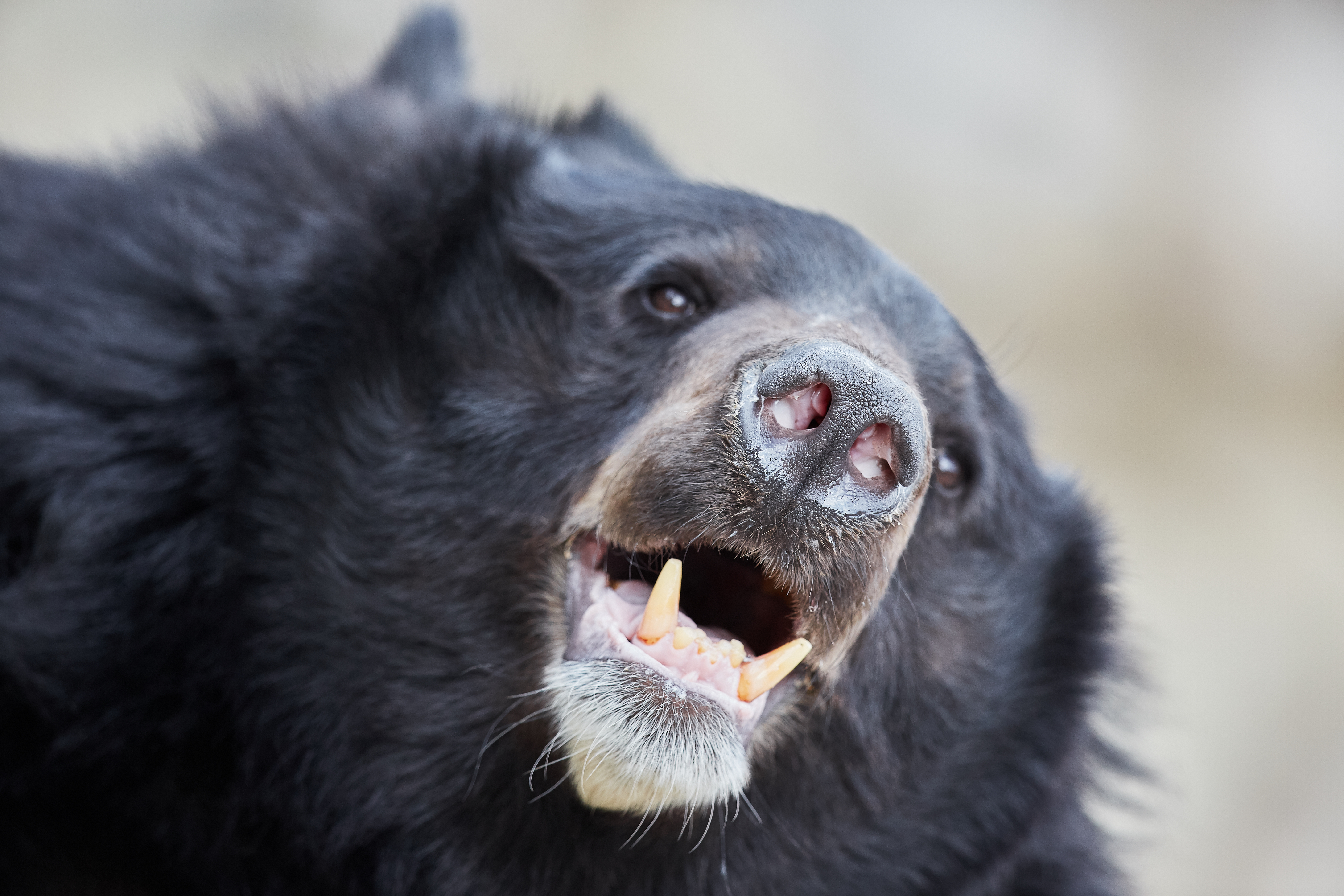 Sloth bear smiling IMAGE: Shutterstock 2025