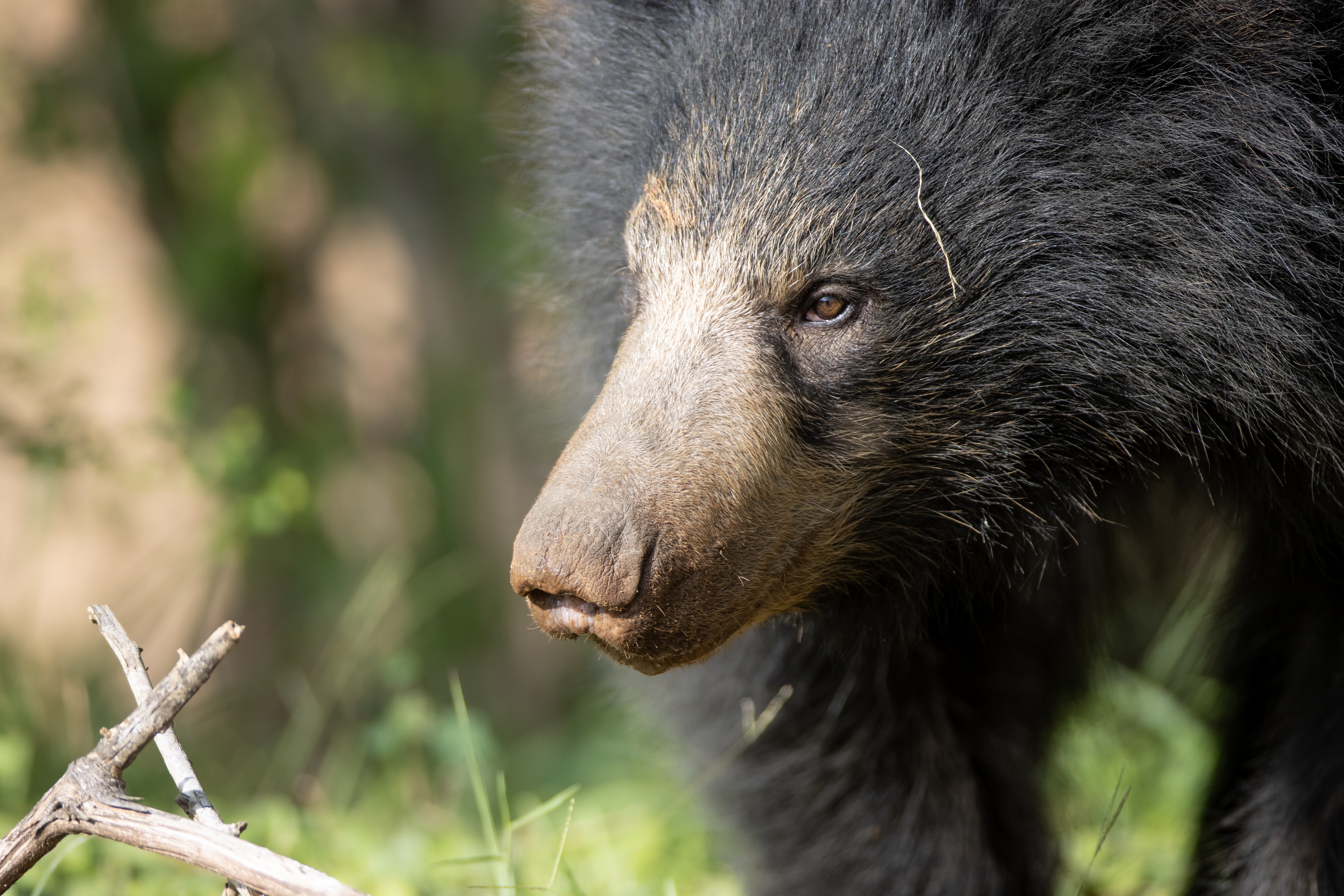 Sloth bear IMAGE: Shutterstock 2025