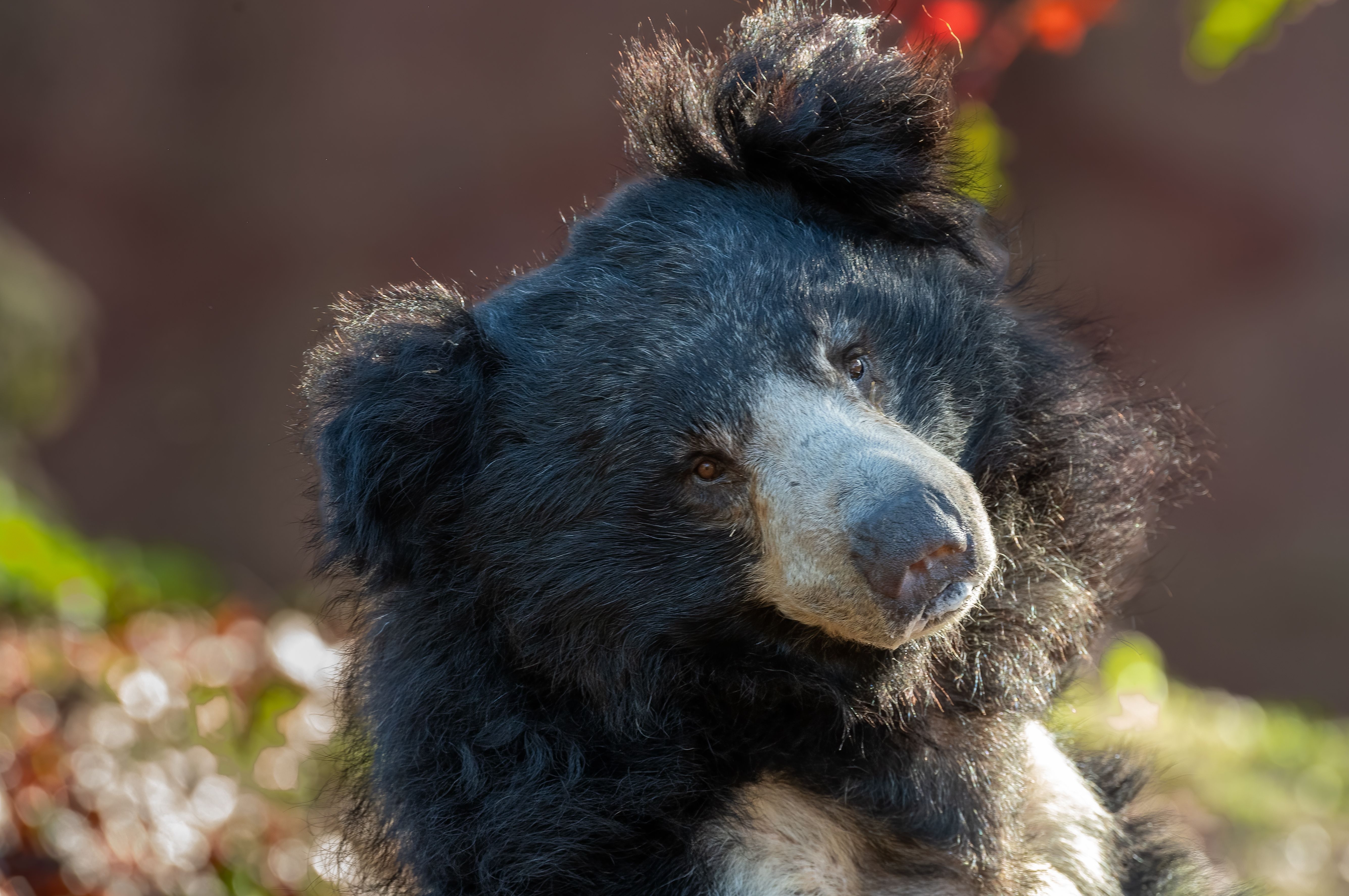 Sloth bear with tilted head IMAGE: Shutterstock 2025