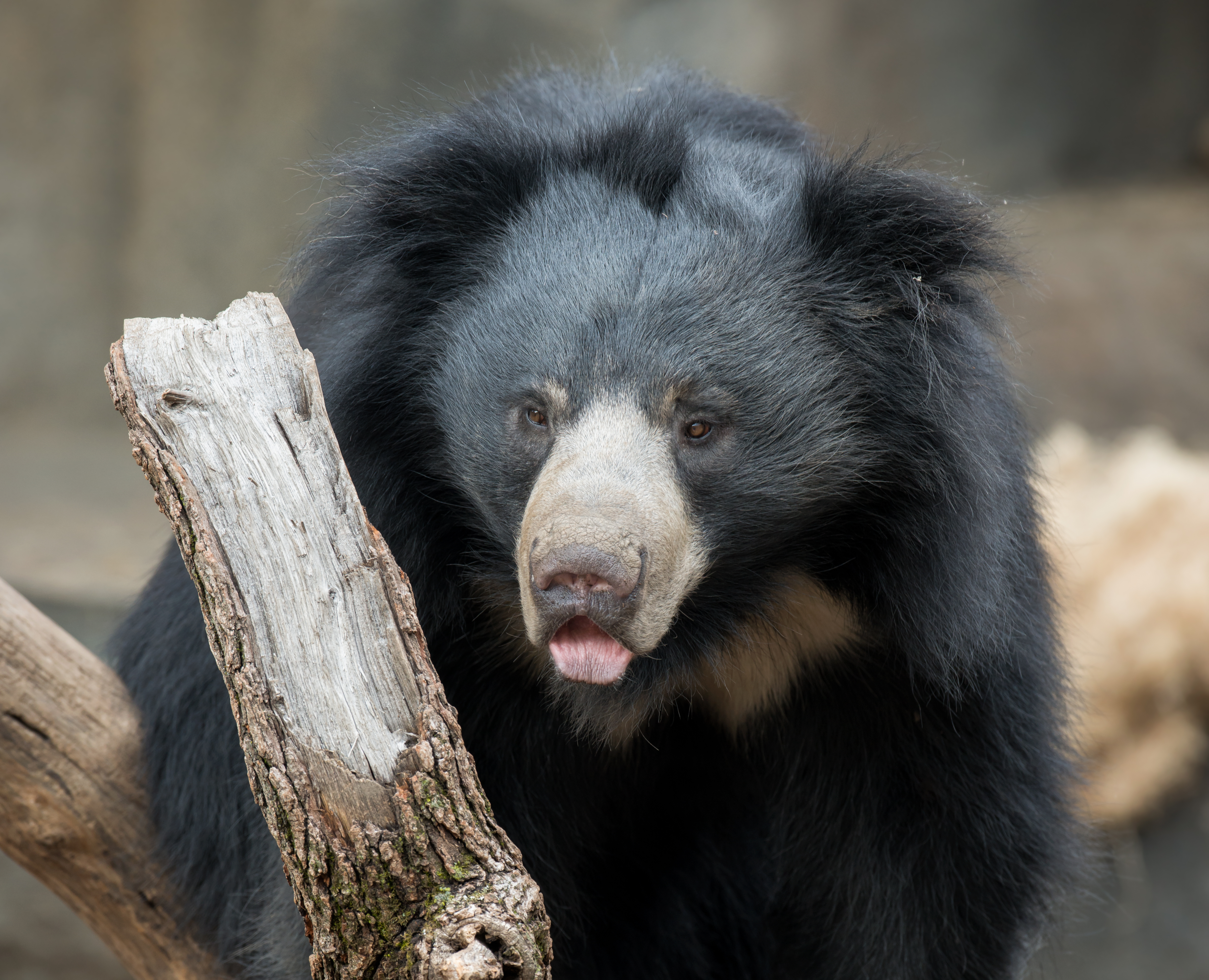 Sloth bear looking at camera with a branch in the foreground IMAGE: Shutterstock 2025