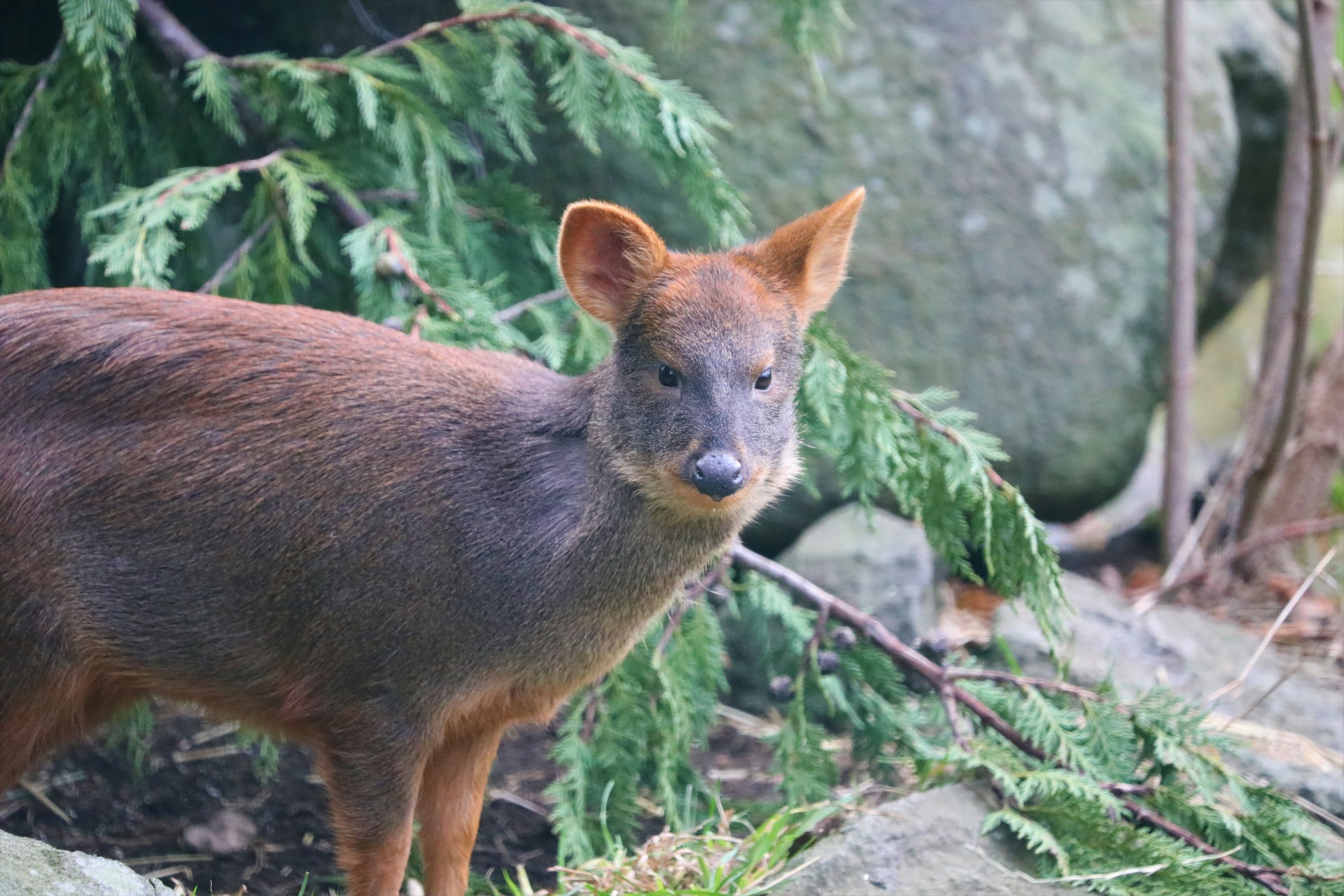 Southern pudu Violetta looking at the camera (eye-contact) 

IMAGE: Amy Middleton 2023