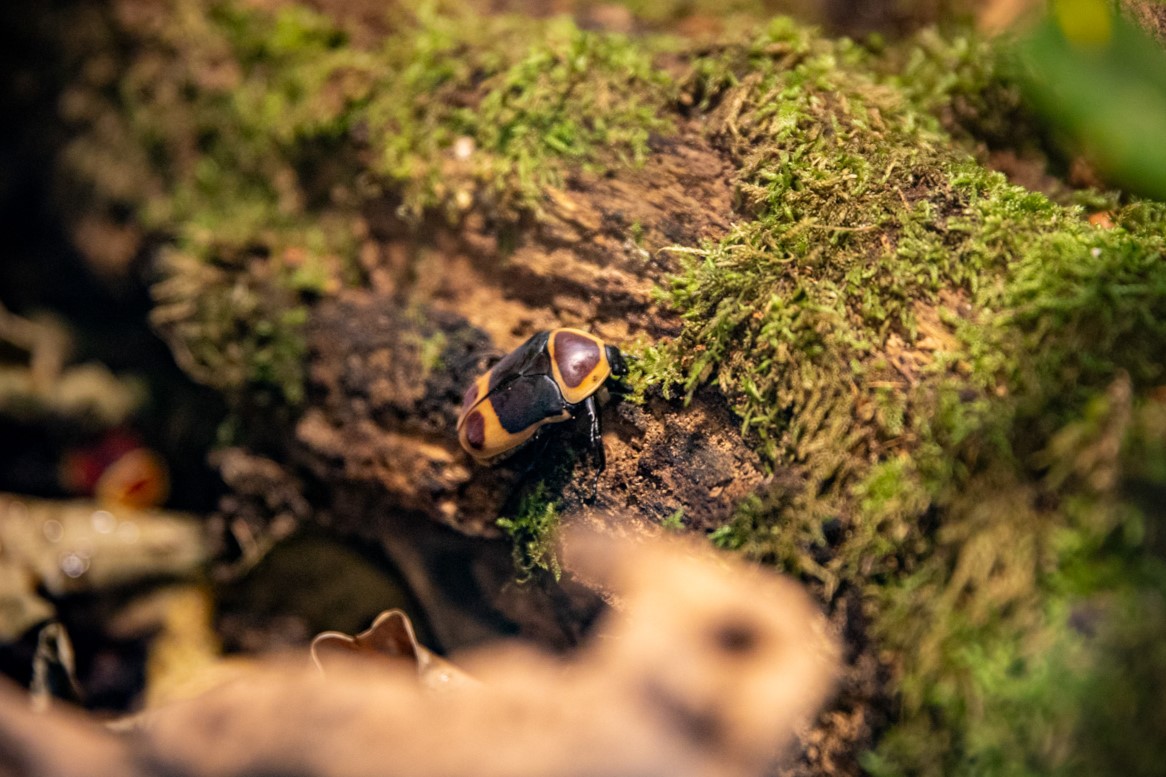 Sun beetle in mossy forest habitat CREDIT: RZSS