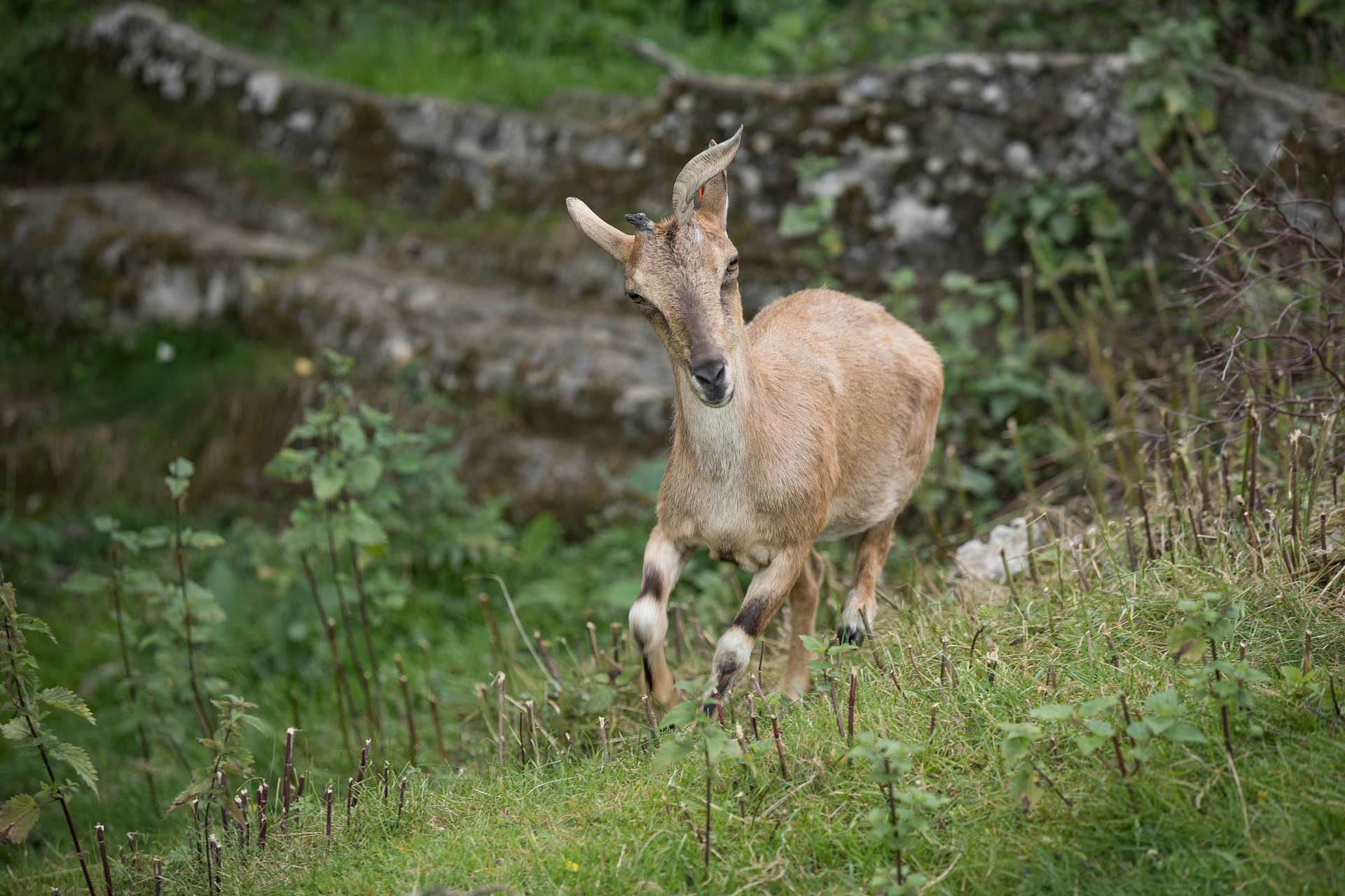 Markhor (at Highland Wildlife Park)

IMAGE: Sian Addison 2018