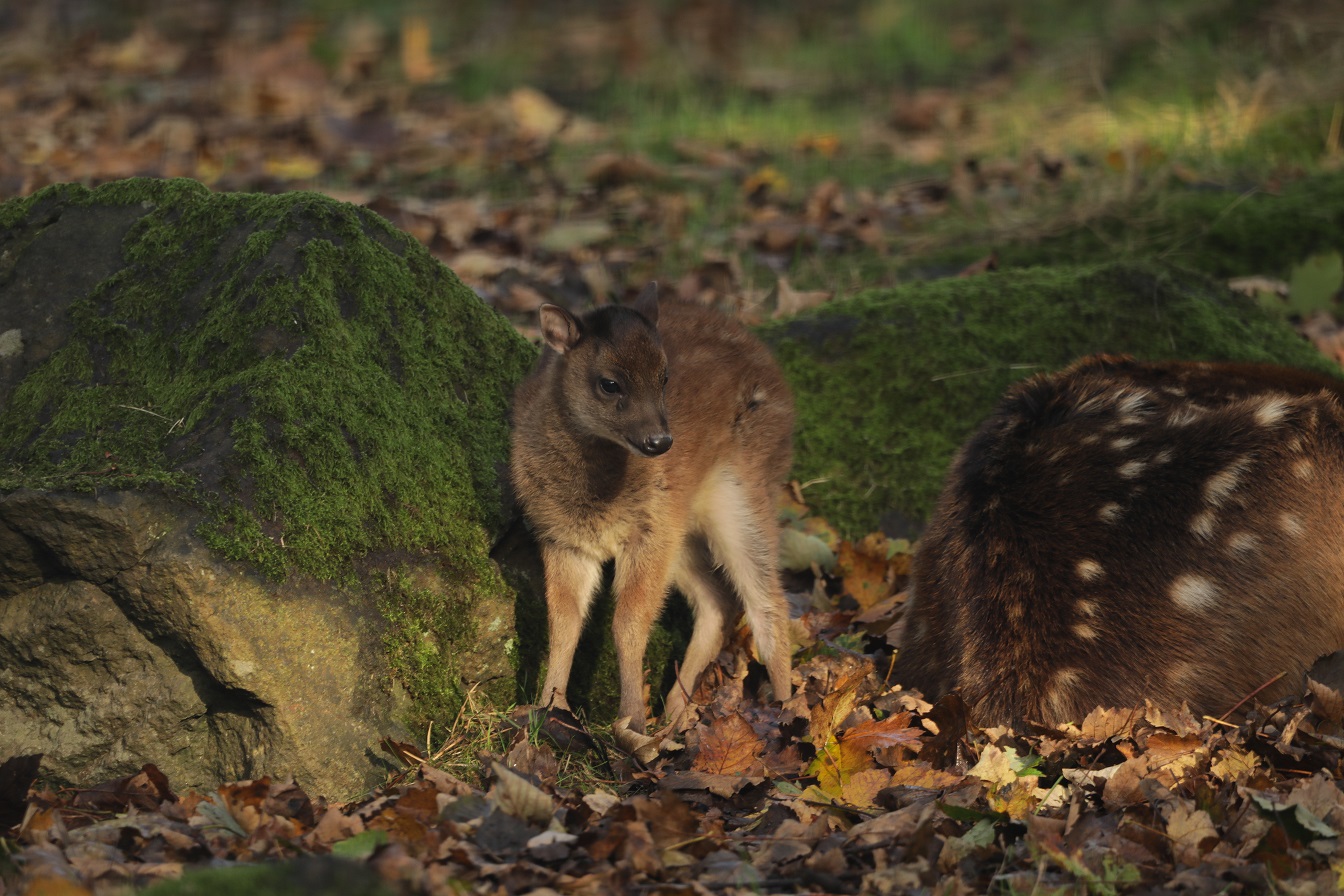 Visayan spotted deer fawn IMAGE: Amy Middleton 2024