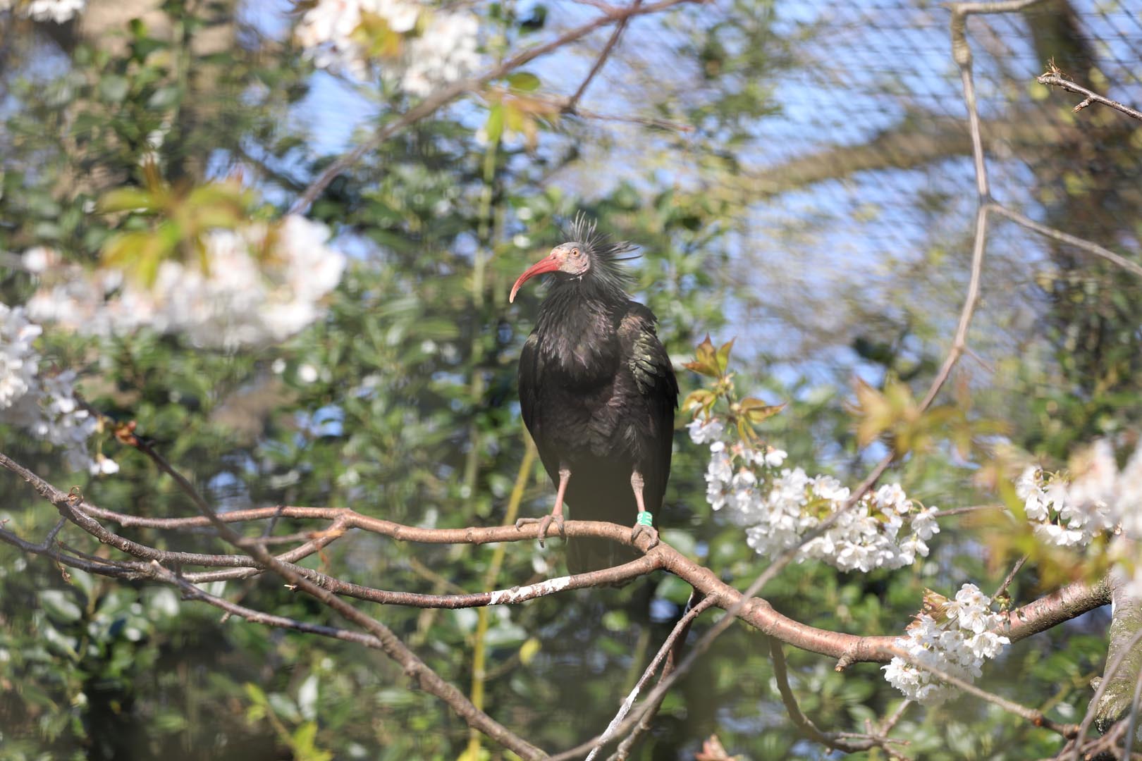 A waldrapp ibis on a branch looking at the camera (eye-contact) IMAGE: Rhiordan Langan-Fortune (2023)