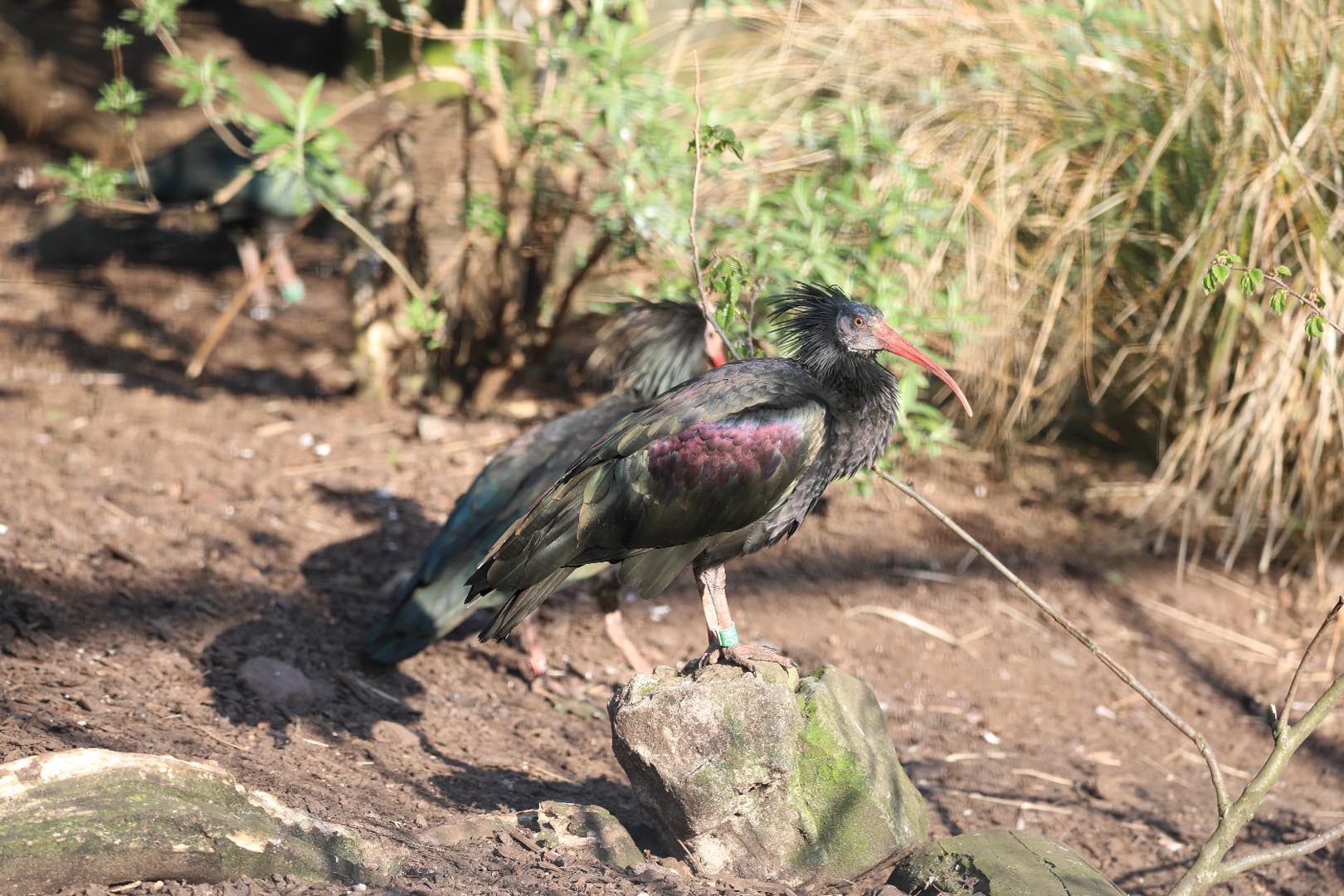 A waldrapp ibis standing on the floor looking to right IMAGE: Rhiordan Langan-Fortune (2023)