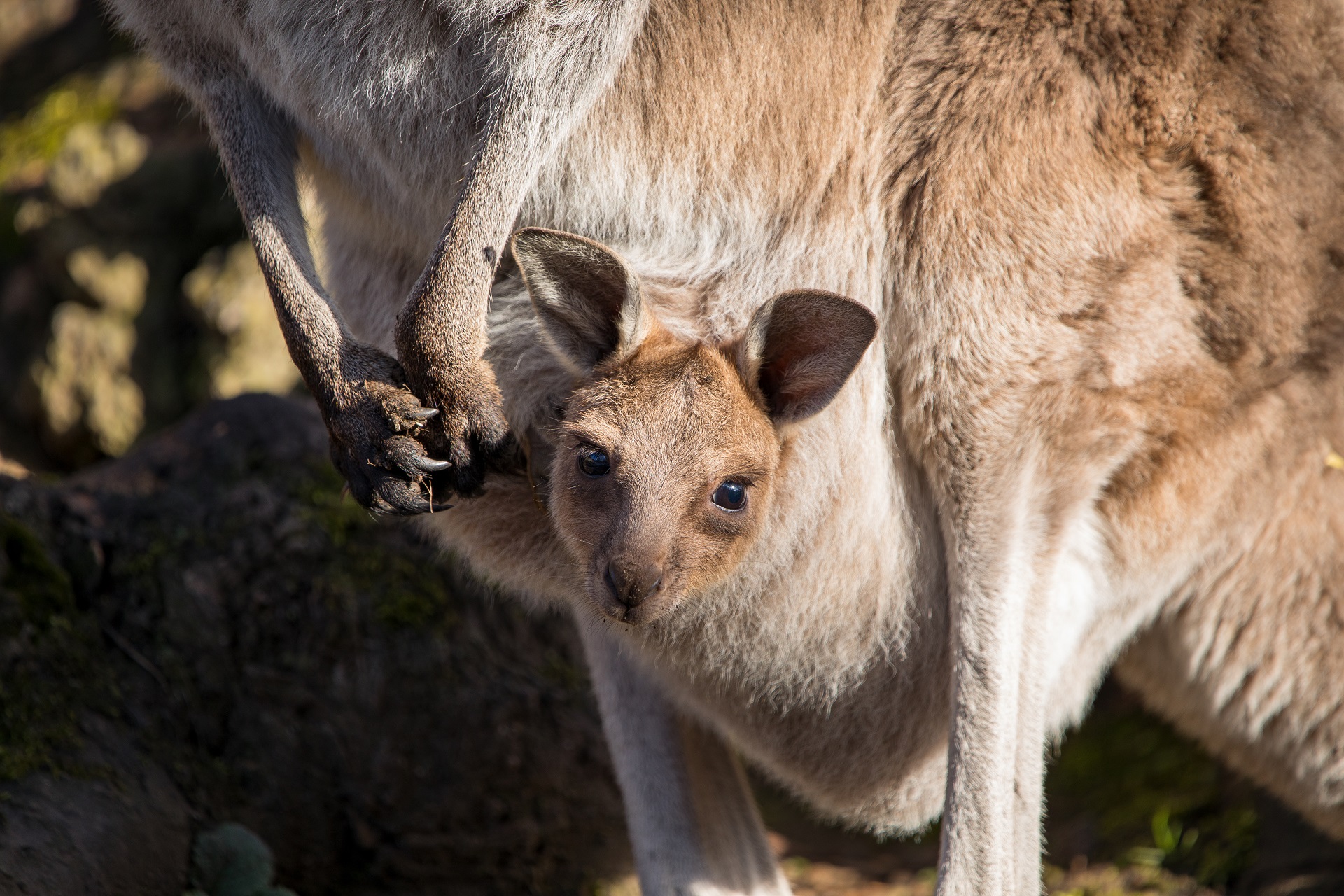 Kangaroo joey poking out mother's pouch

IMAGE: Sian Addison 2018