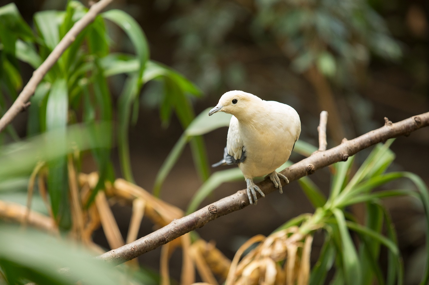 Pied imperial pigeon IMAGE: Sian Addison 2018