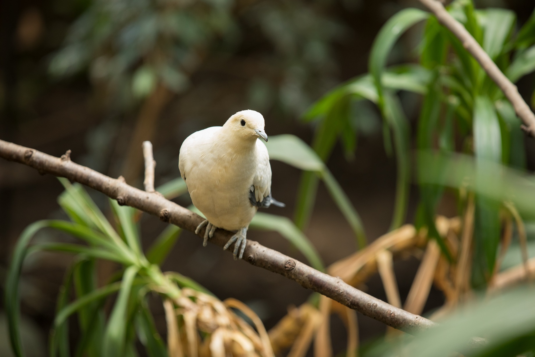 Pied imperial pigeon IMAGE: Sian Addison 2018