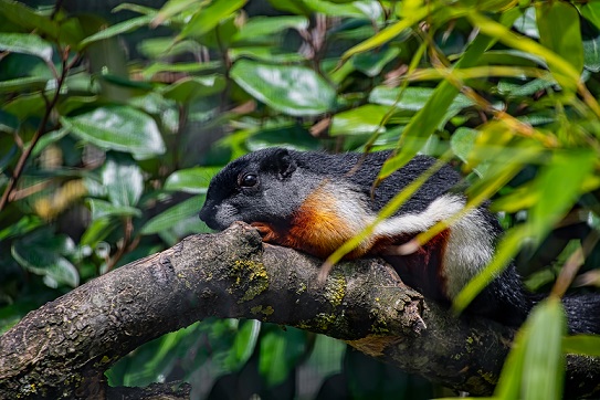 Prevost's squirrel on branch IMAGE: STOCK 