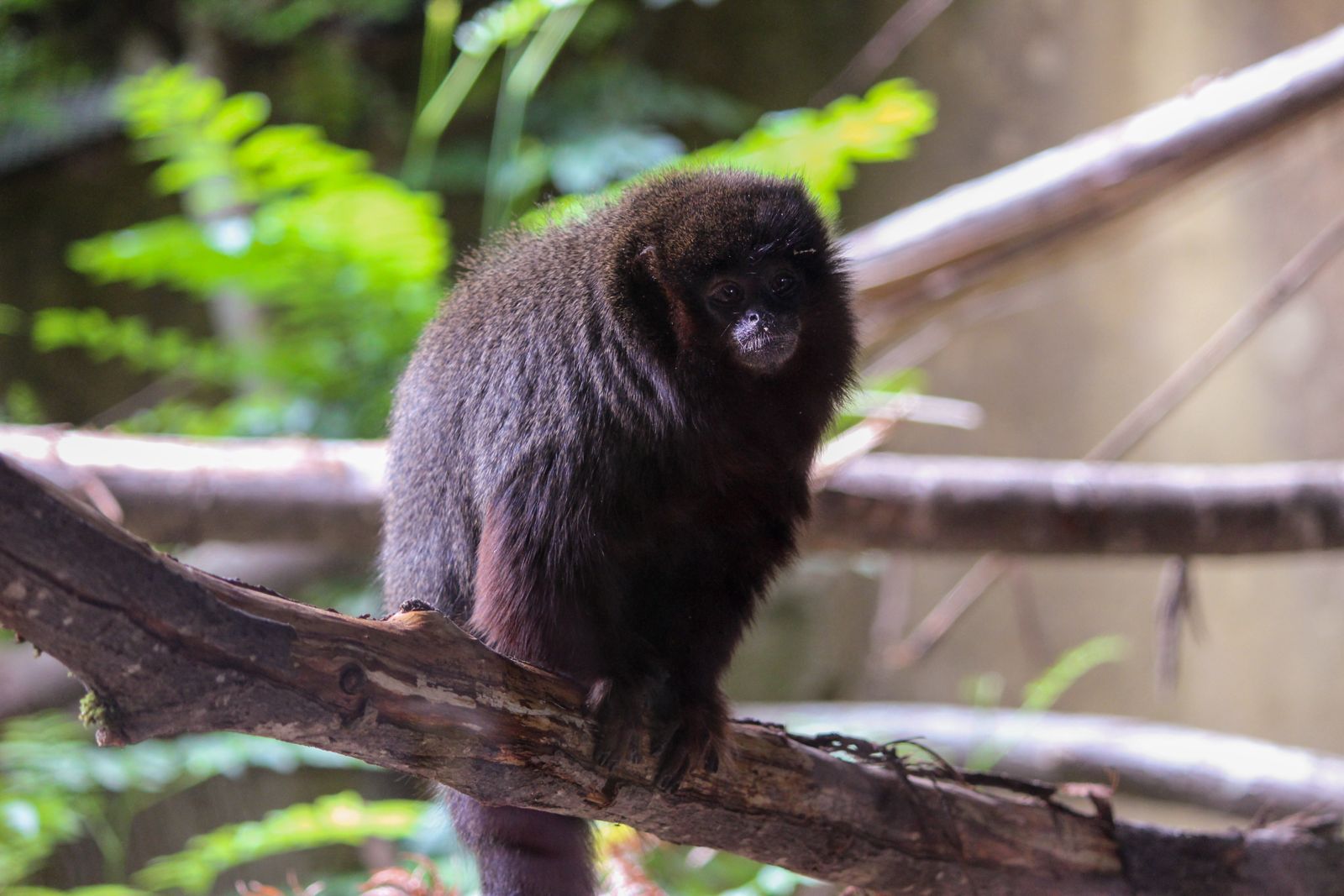 Titi monkey 

IMAGE: Hollie Watson 2024