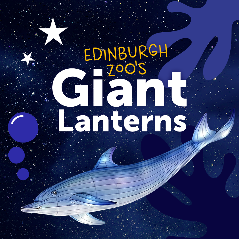 Edinburgh Zoo's Giant Lanterns