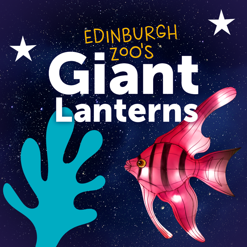 Edinburgh Zoo's Giant Lanterns