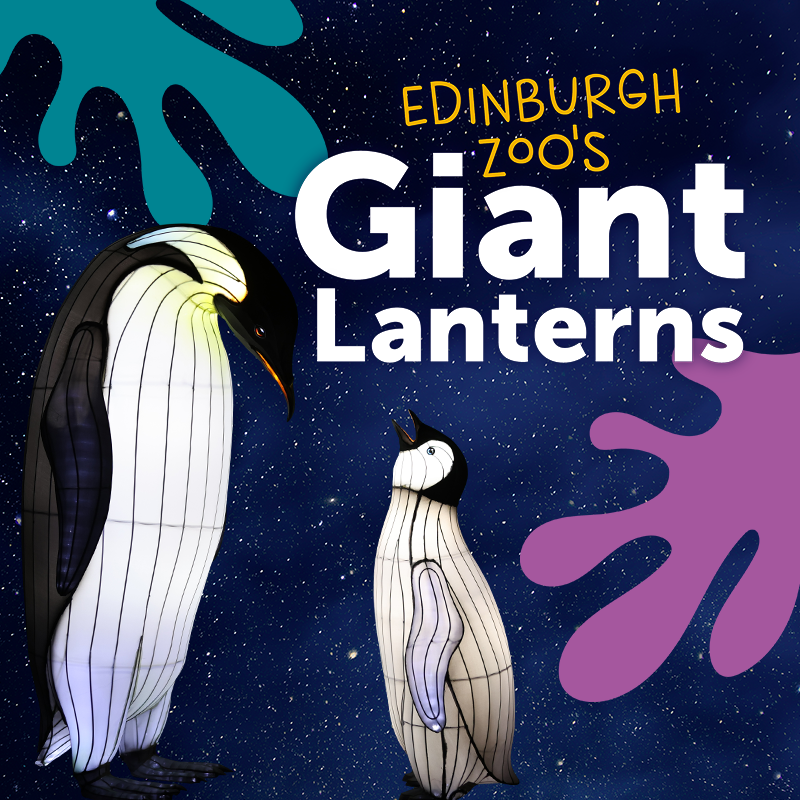 Edinburgh Zoo's Giant Lanterns