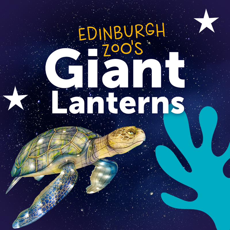 Edinburgh Zoo's Giant Lanterns